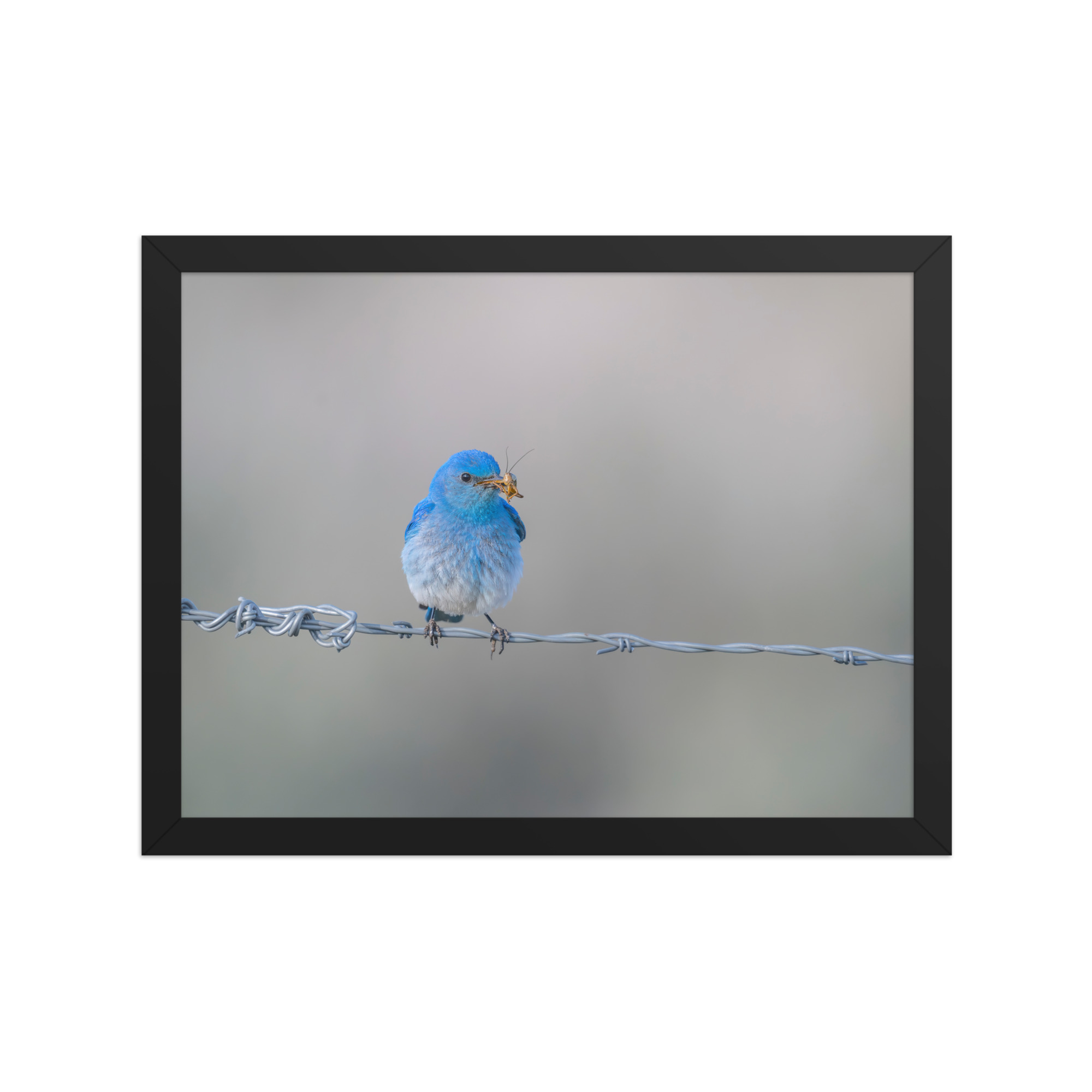 Mountain Blue Bird! Framed photo paper poster - Image 5