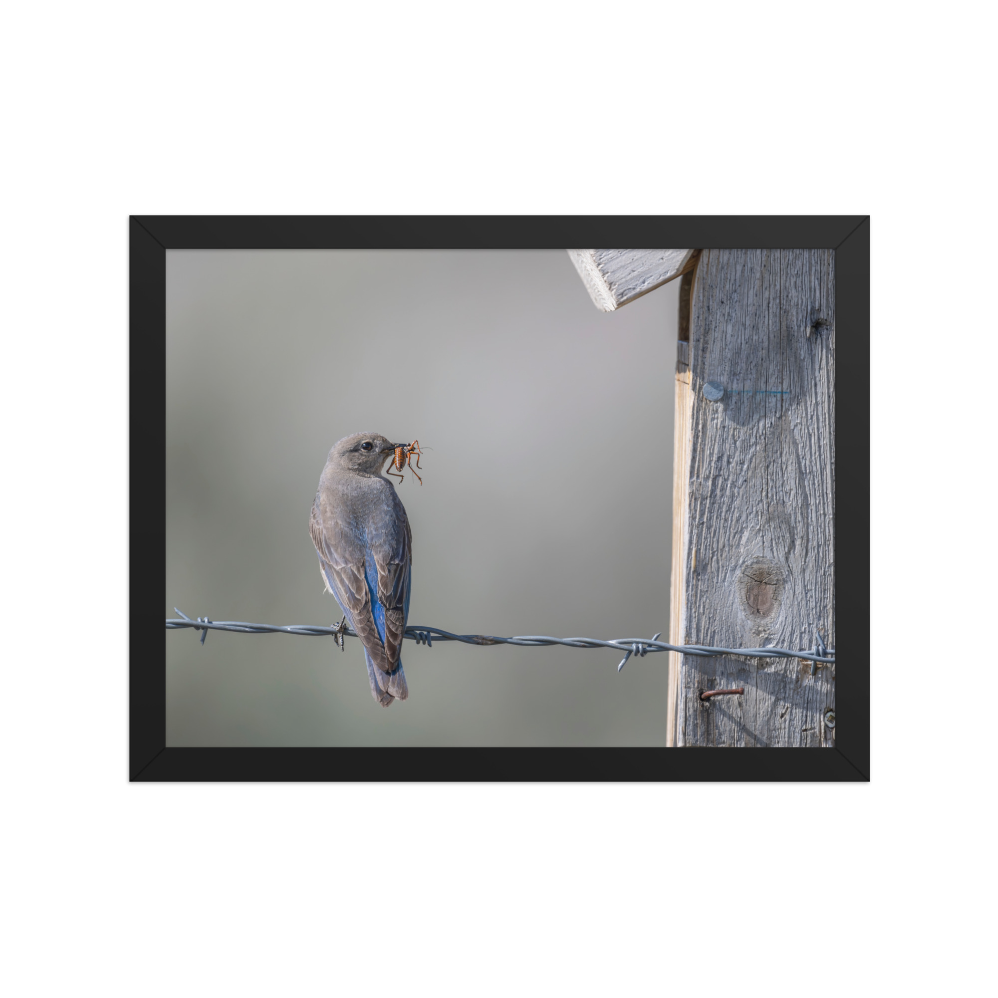 Mama Mountain bluebird with food! Framed photo paper poster - Image 5