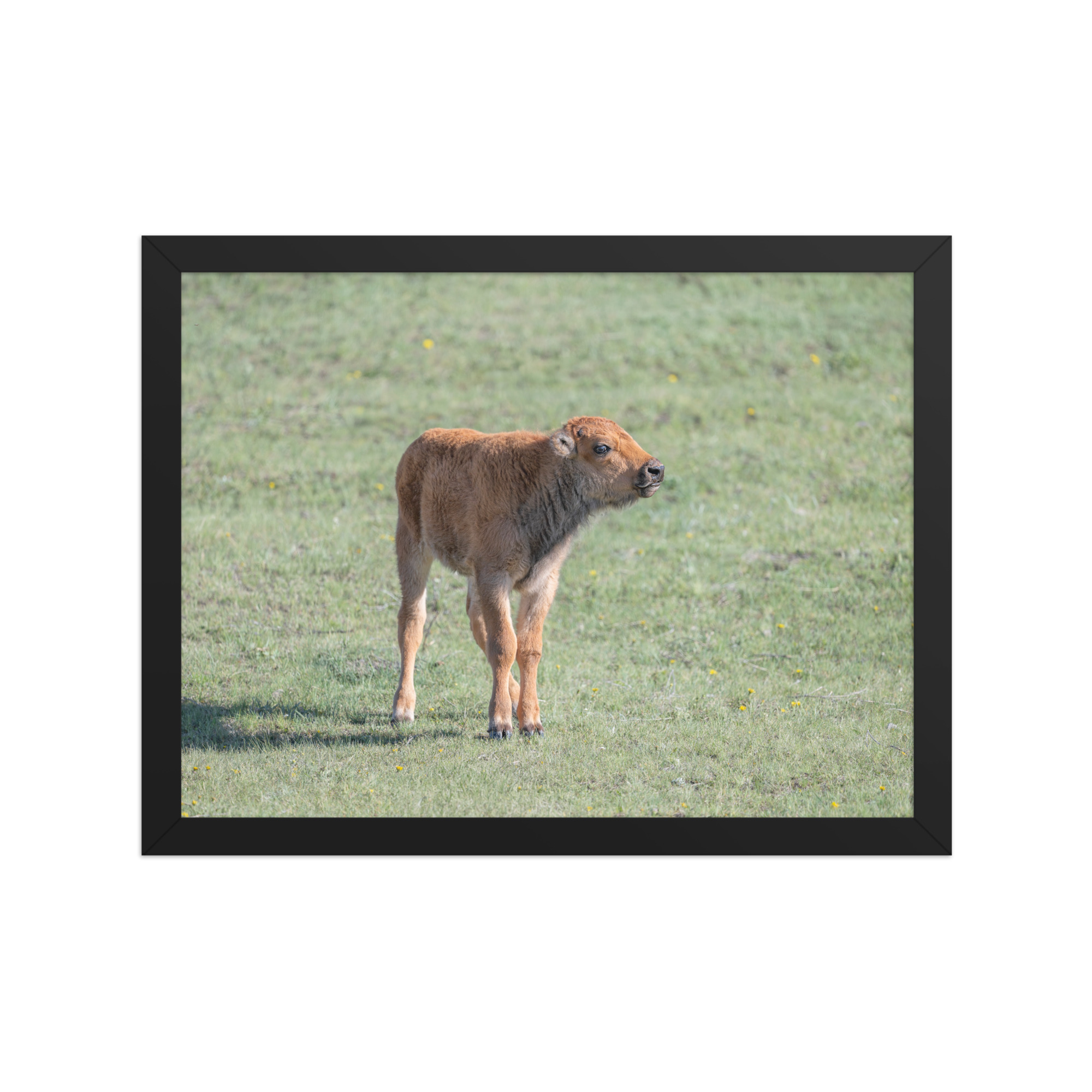 Baby Bison! Framed photo paper poster - Image 5