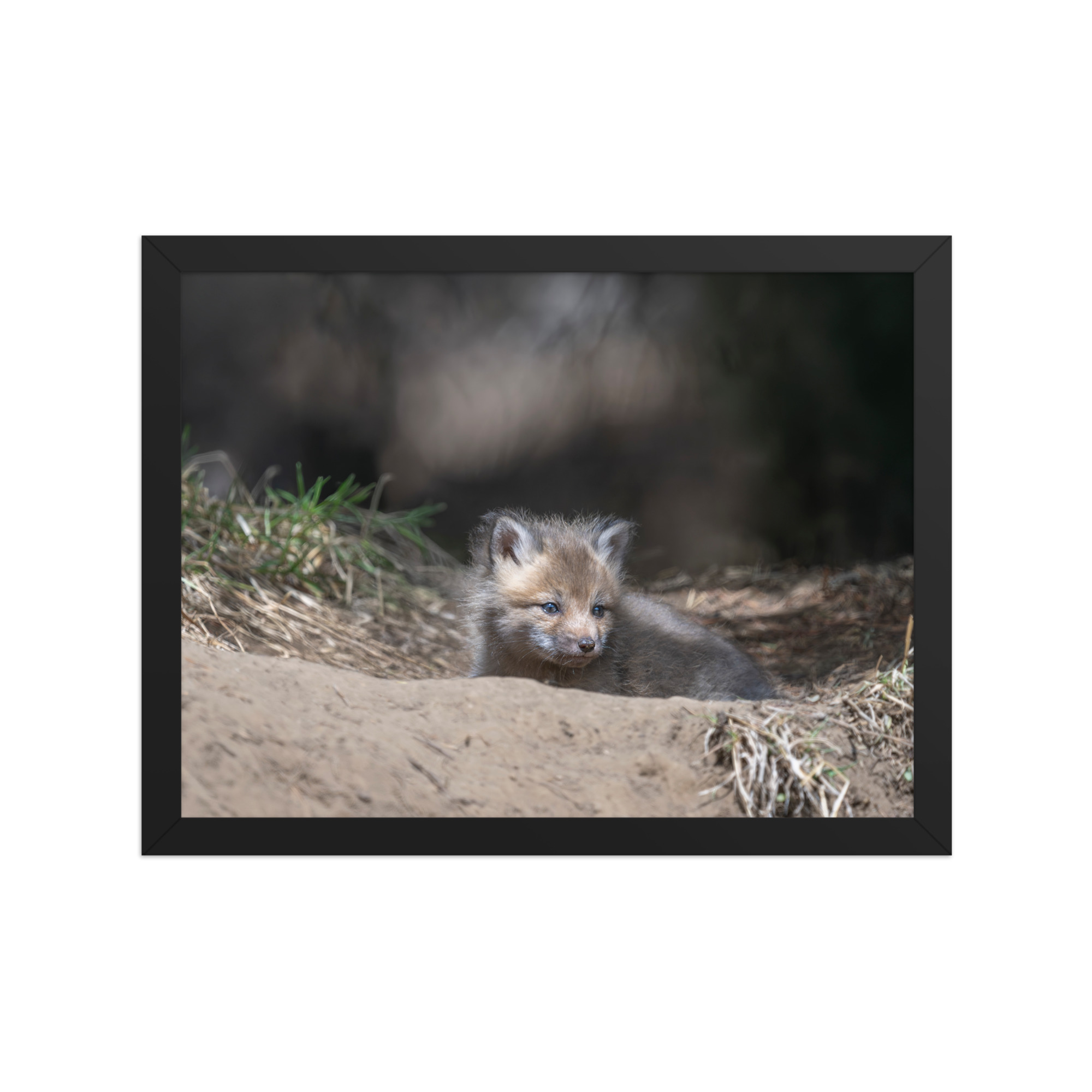 Baby Red fox waiting for Mom! Framed photo paper poster - Image 5