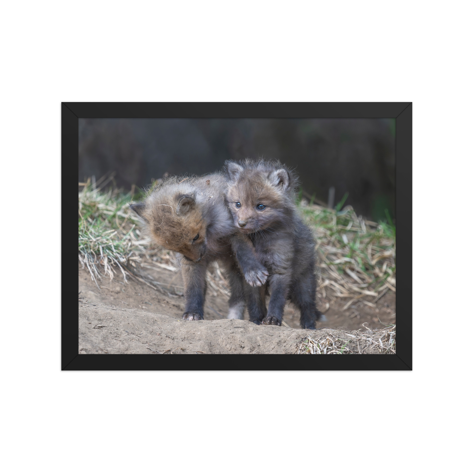 Brothers in Arms Red fox kits! Framed photo paper poster - Image 5