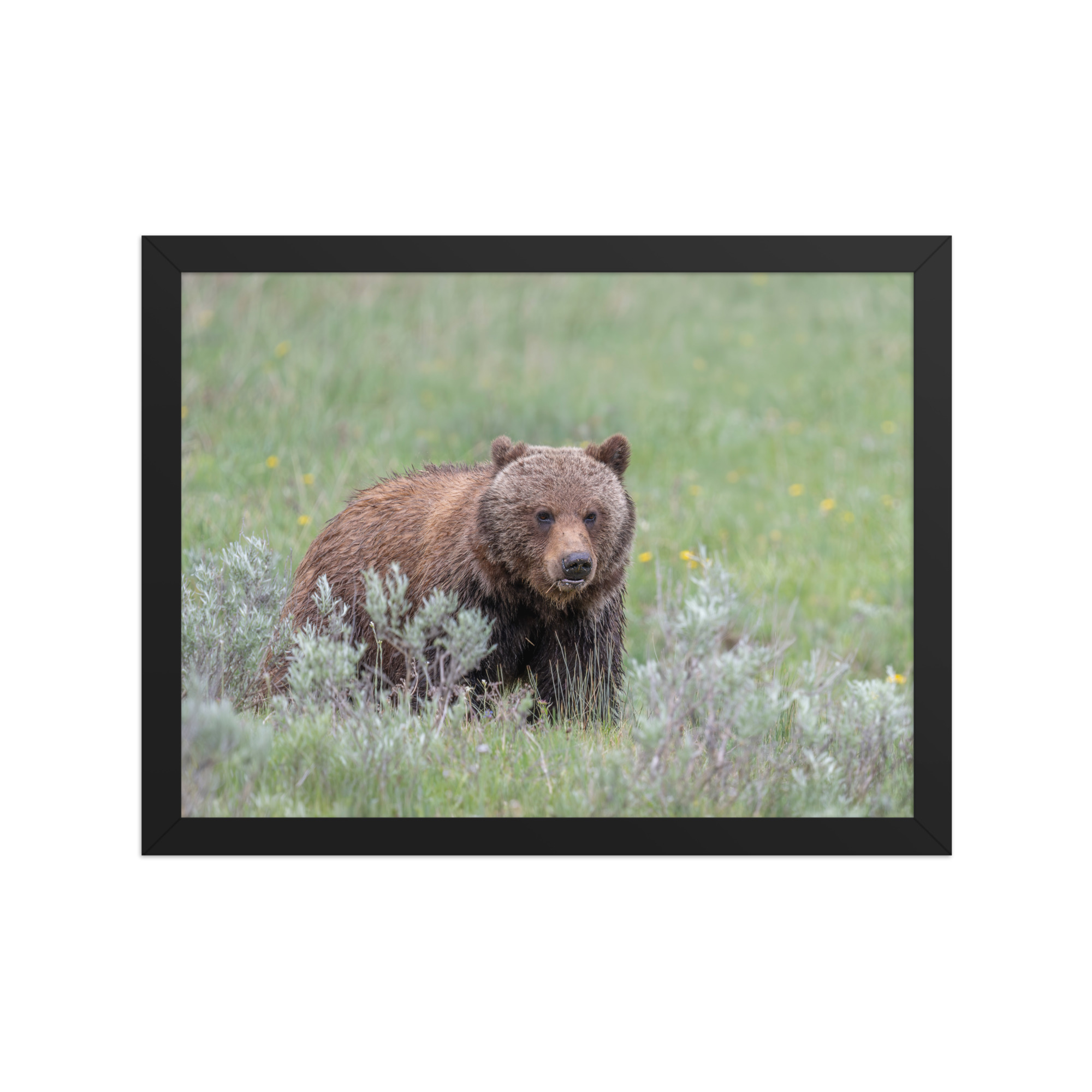 Hungry Grizzly in a Meadow! Framed photo paper poster - Image 5