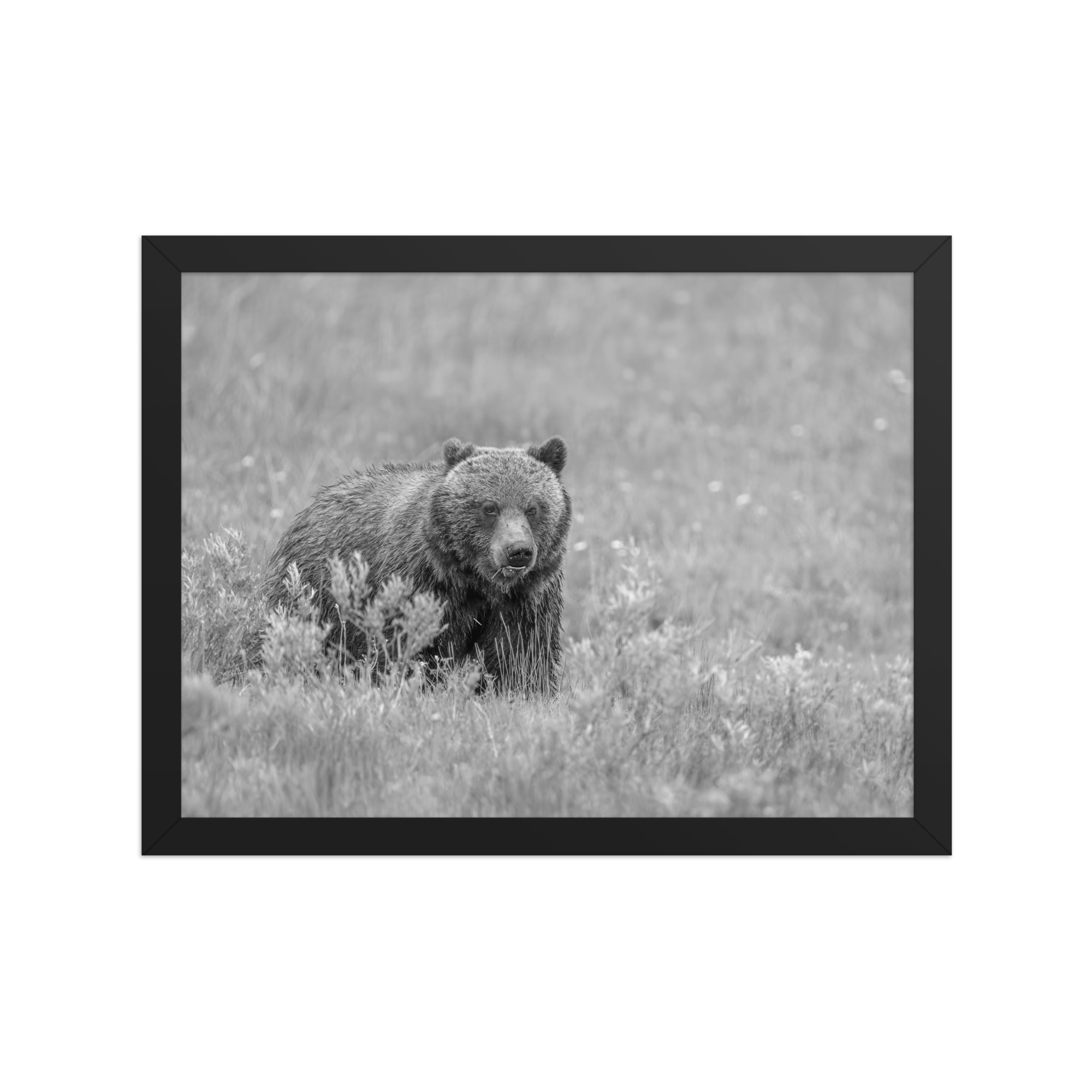 Hungry Grizzly in a Meadow! Monochrome Framed photo paper poster - Image 5