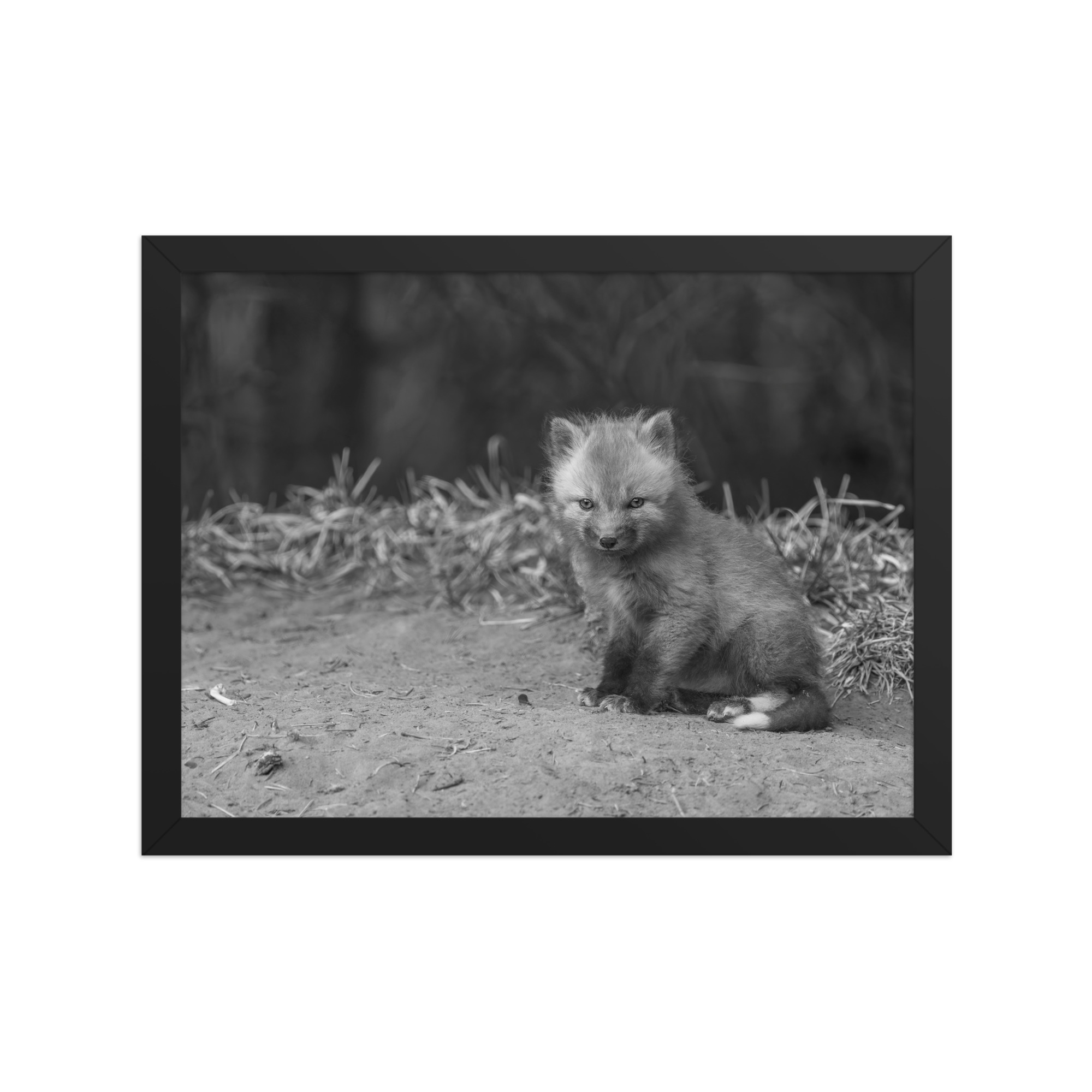 Sharp gaze baby red fox (Monochrome)! Framed photo paper poster - Image 5