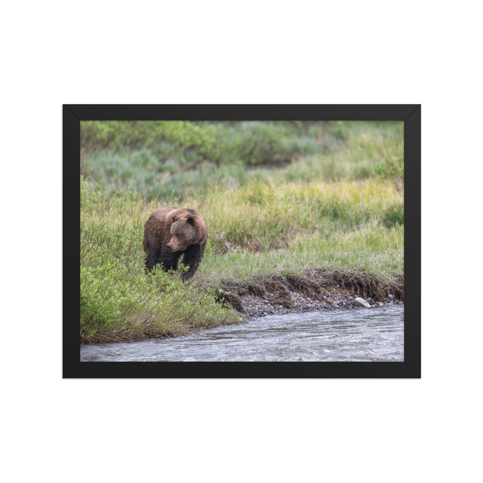 Grizzly getting read! Framed photo paper poster - Image 5