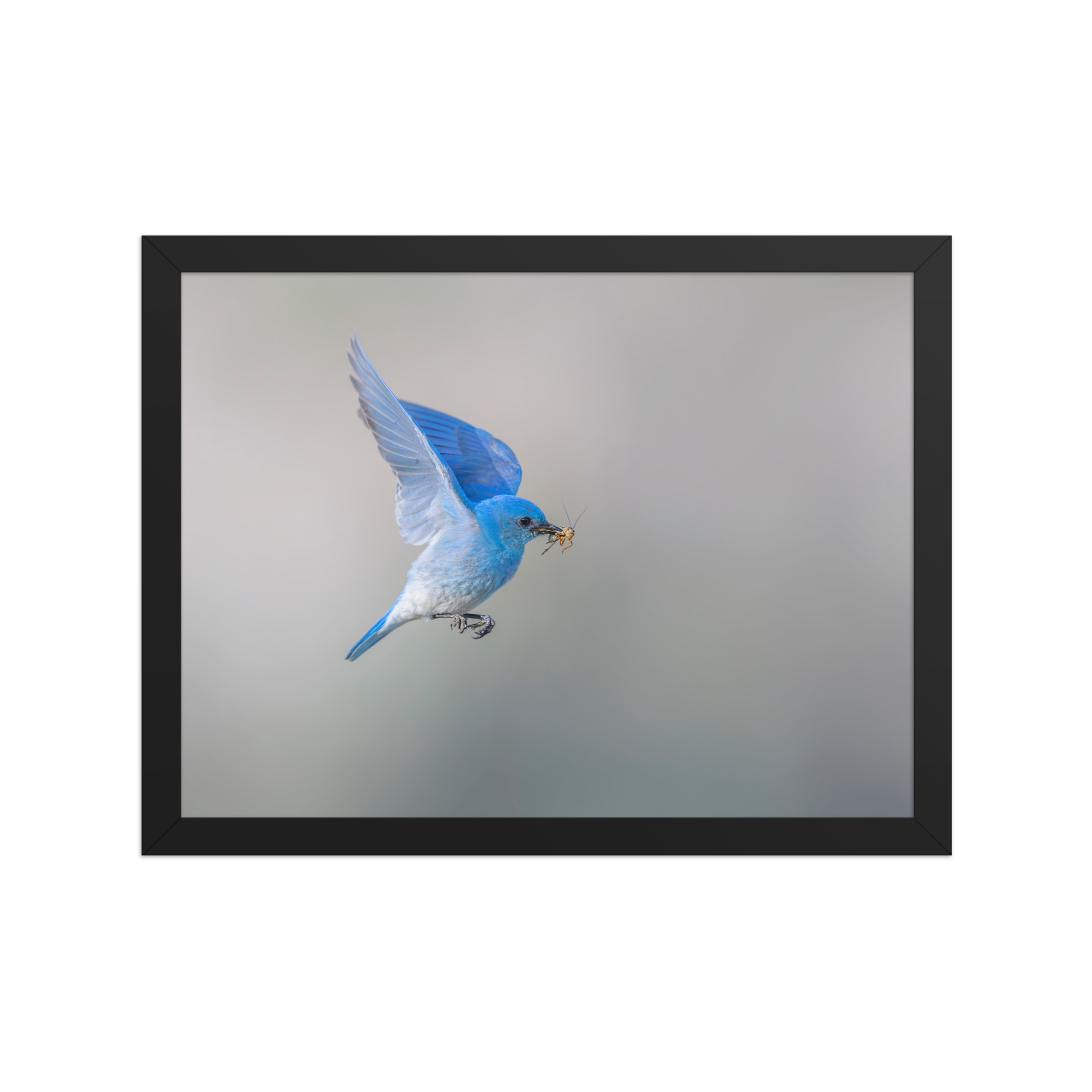 Mountain Bluebird with prey! Framed photo paper poster - Image 5