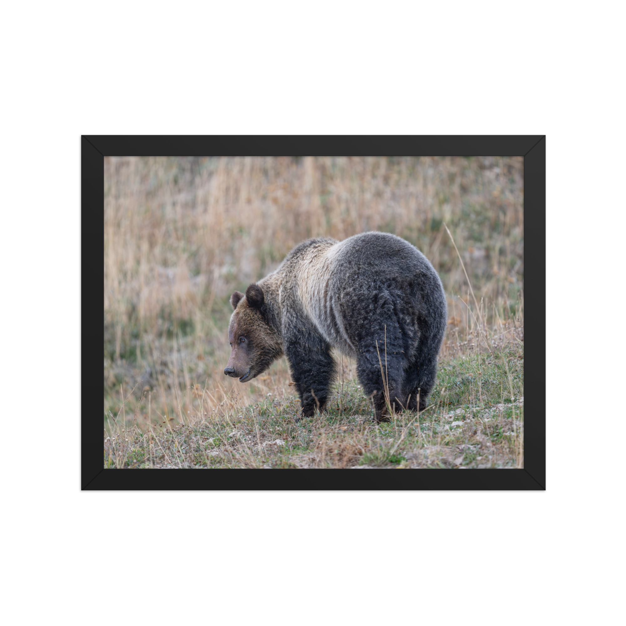 Grizzly of yellowstone! Framed photo paper poster - Image 5