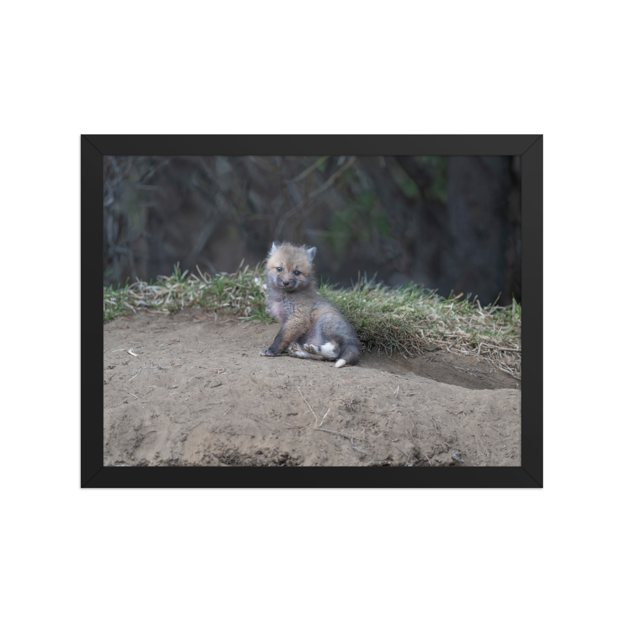 Guarding Den Baby Red fox! Framed photo paper poster - Image 5