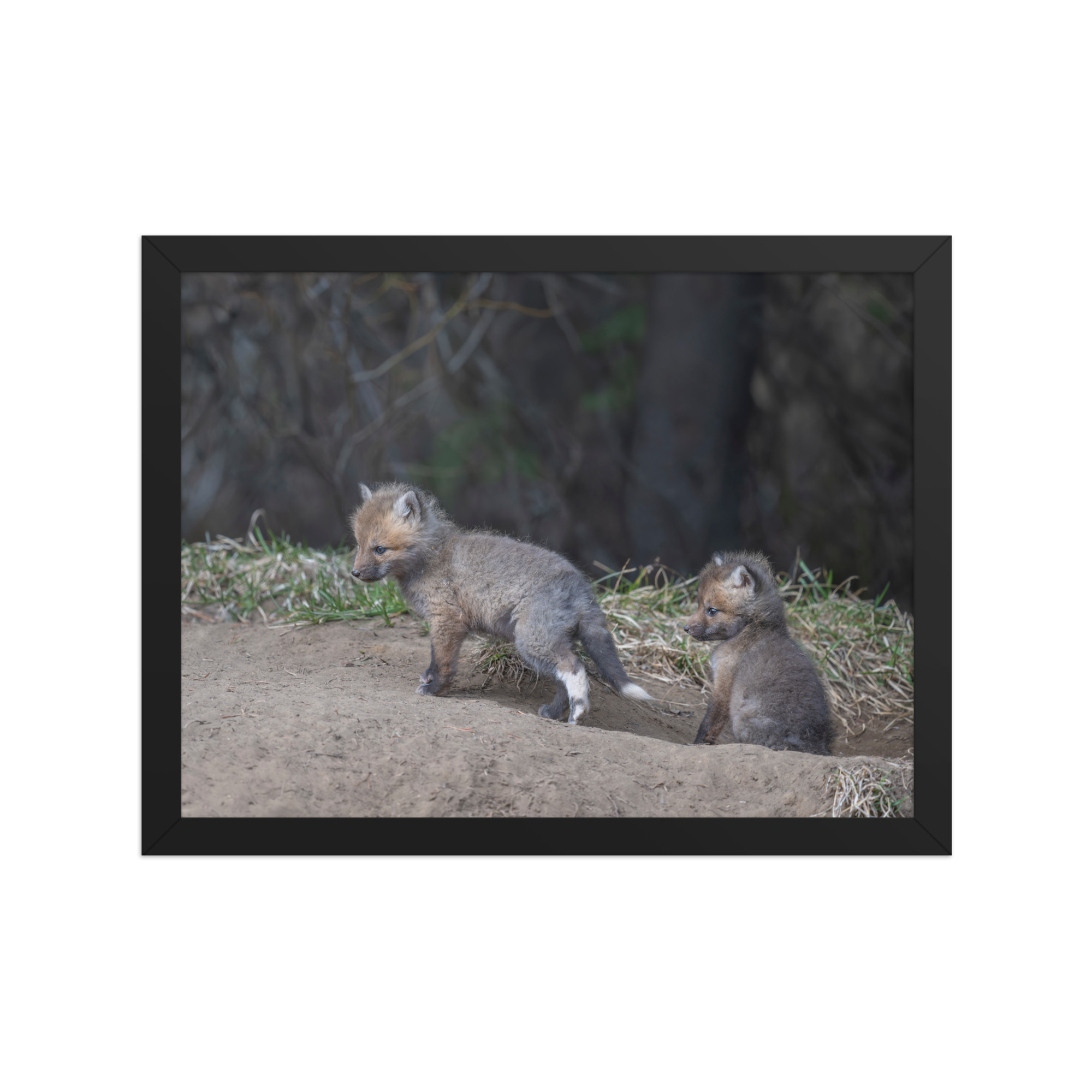 Play Time Baby Red fox!  Framed photo paper poster - Image 5