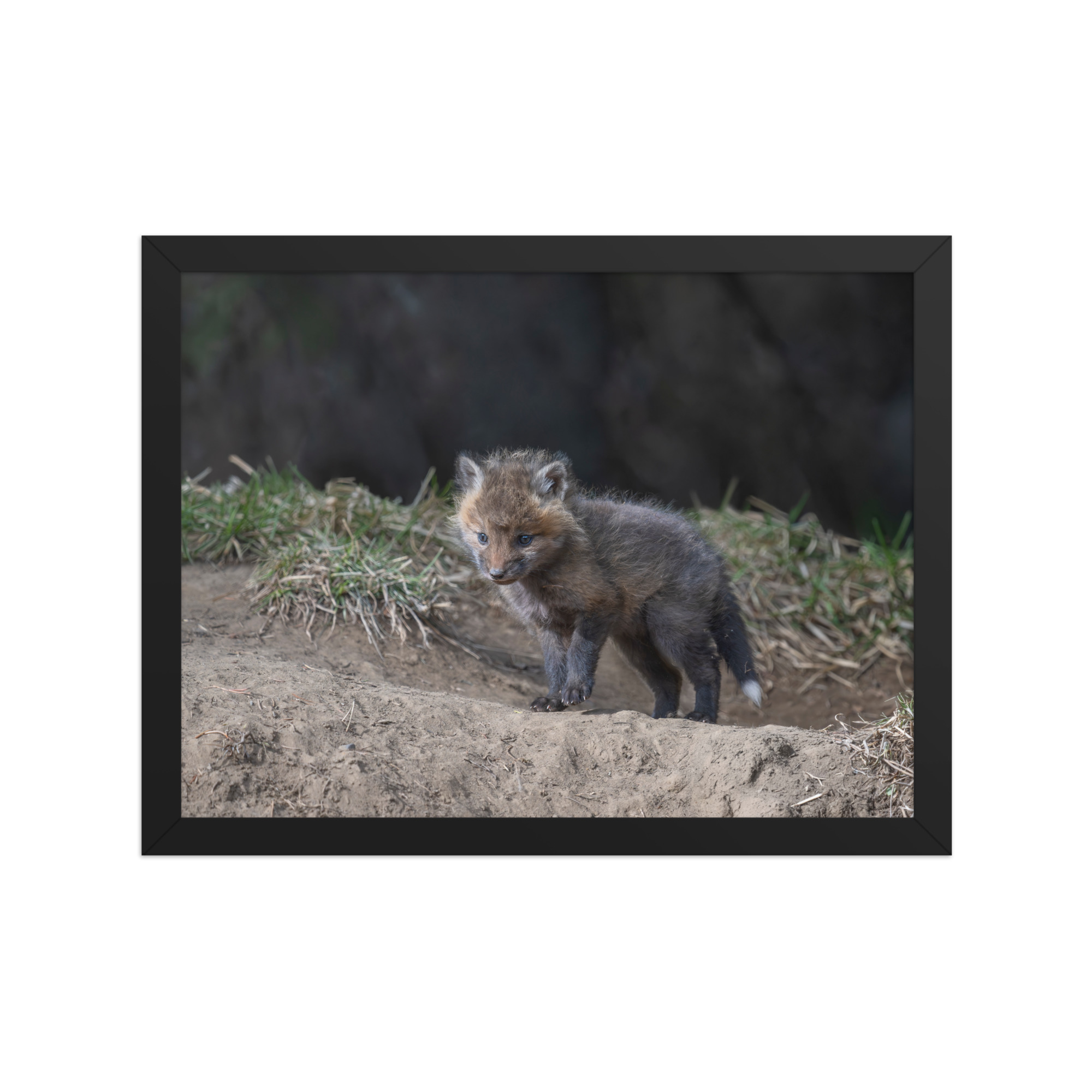 Just checking Baby Red fox! Framed photo paper poster - Image 5