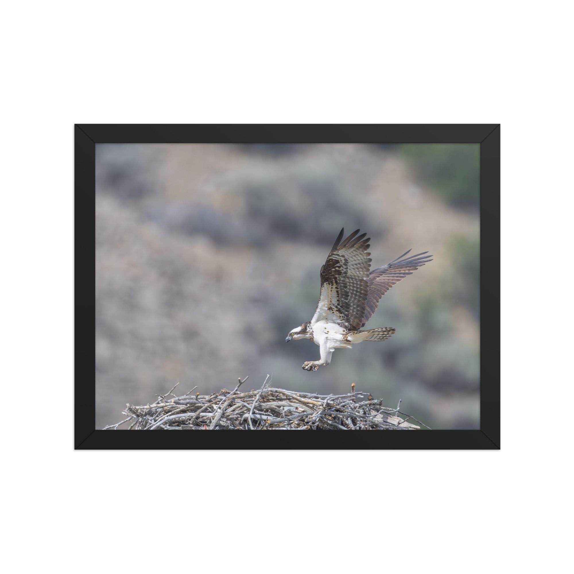 Osprey Landing on its nest! Framed photo paper poster - Image 5