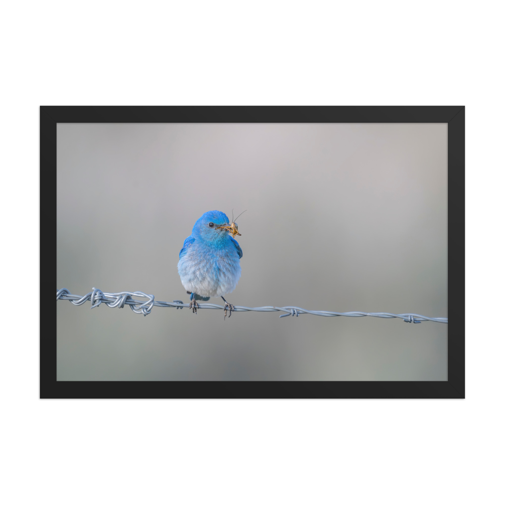 Mountain Blue Bird! Framed photo paper poster - Image 6