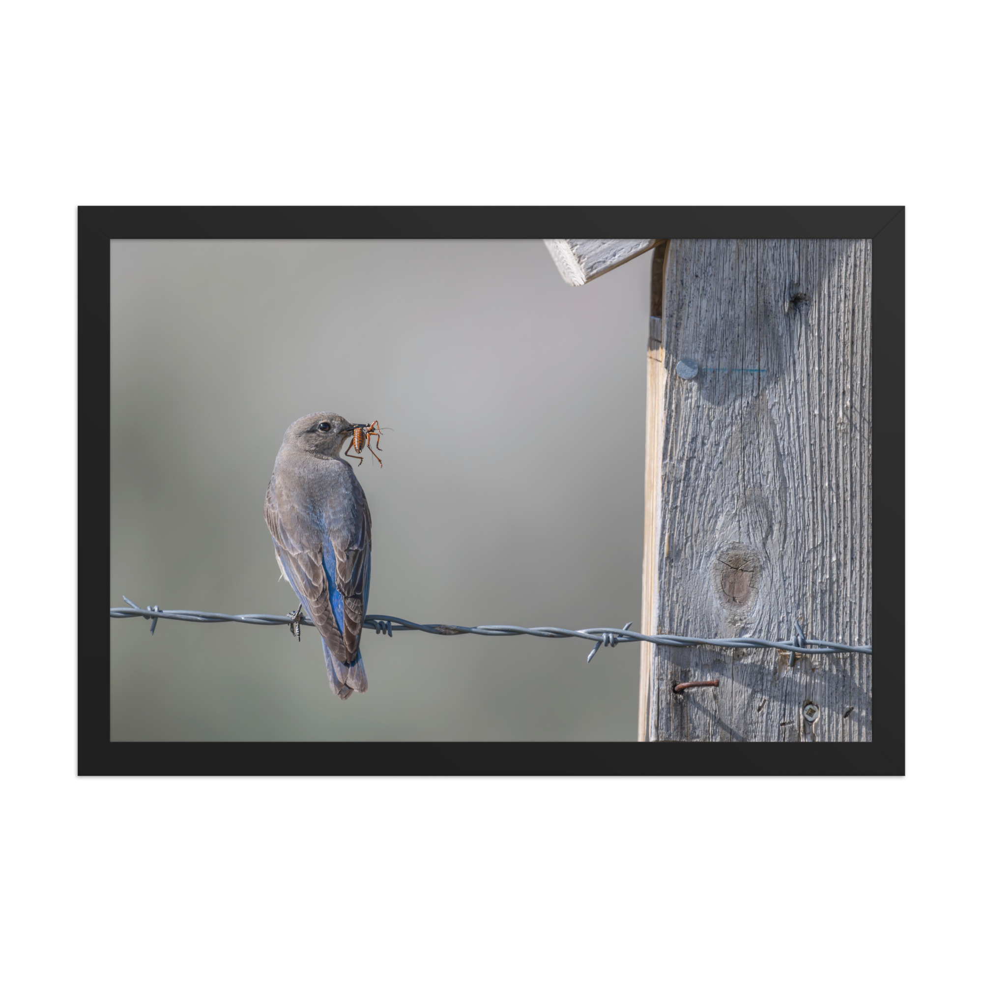 Mama Mountain bluebird with food! Framed photo paper poster - Image 6