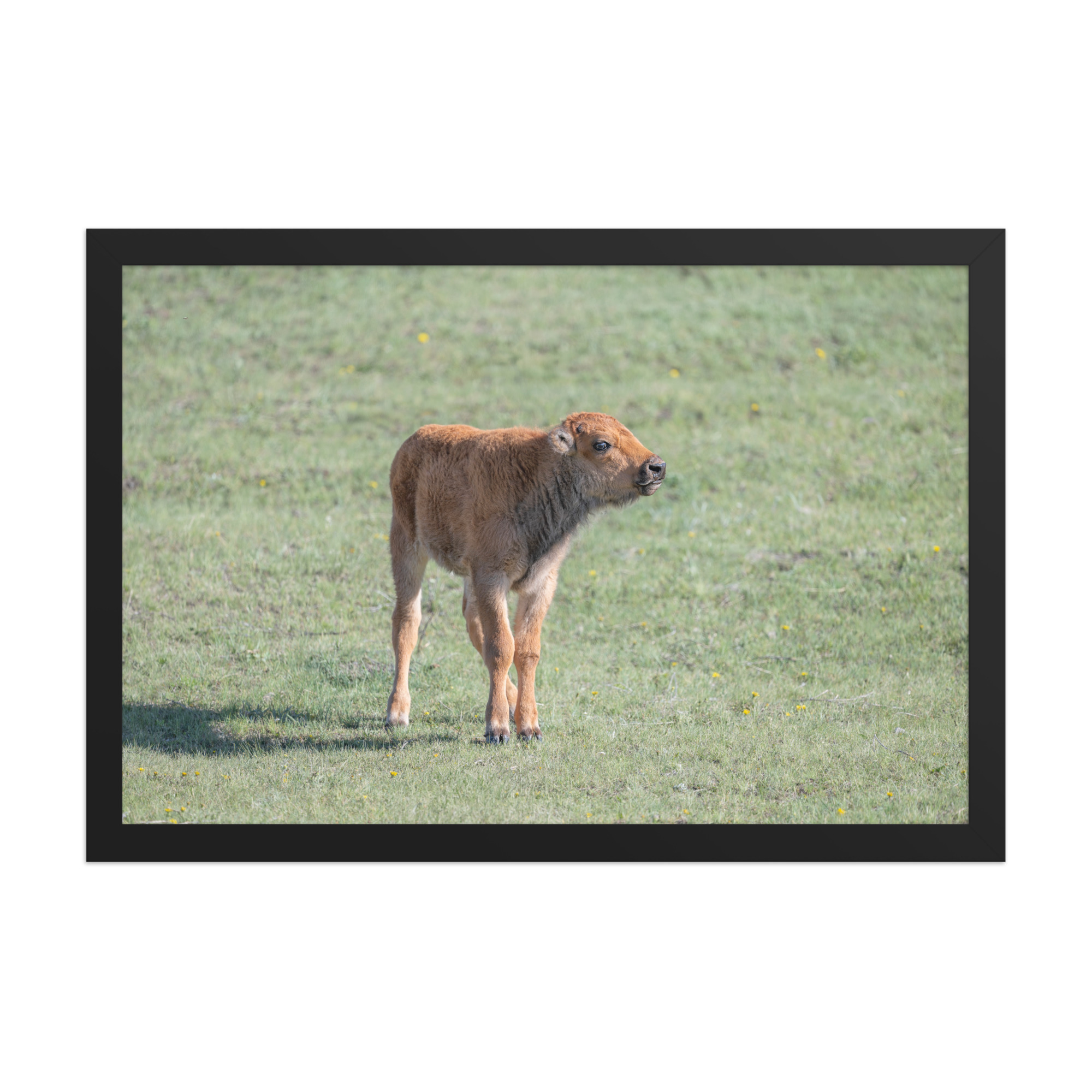 Baby Bison! Framed photo paper poster - Image 6