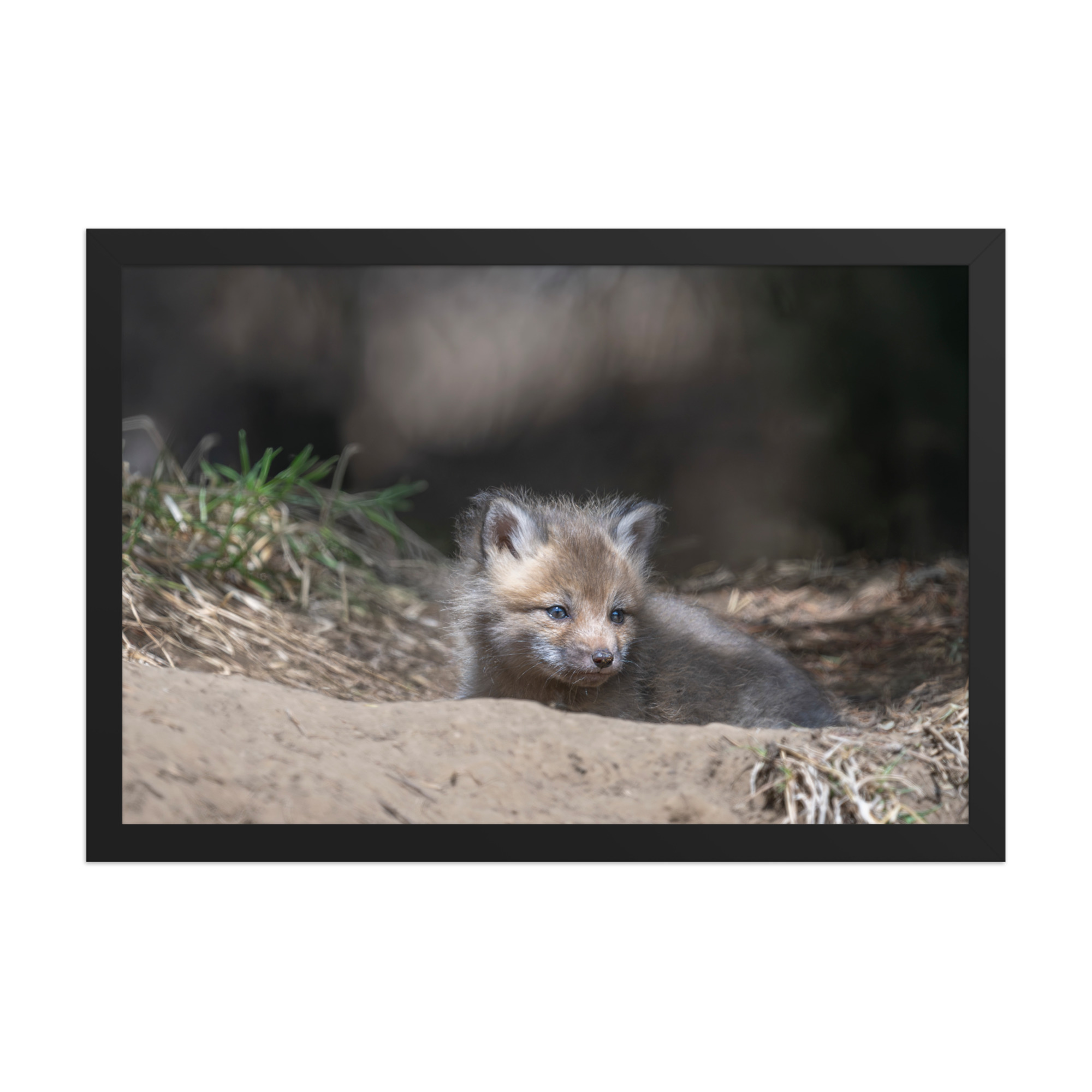 Baby Red fox waiting for Mom! Framed photo paper poster - Image 6