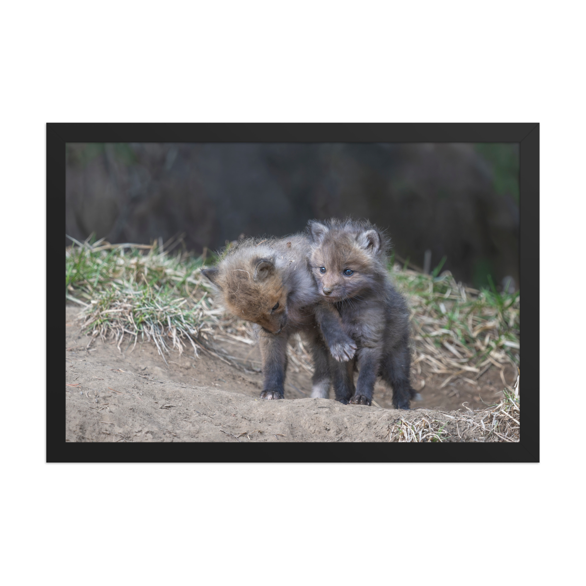 Brothers in Arms Red fox kits! Framed photo paper poster - Image 6