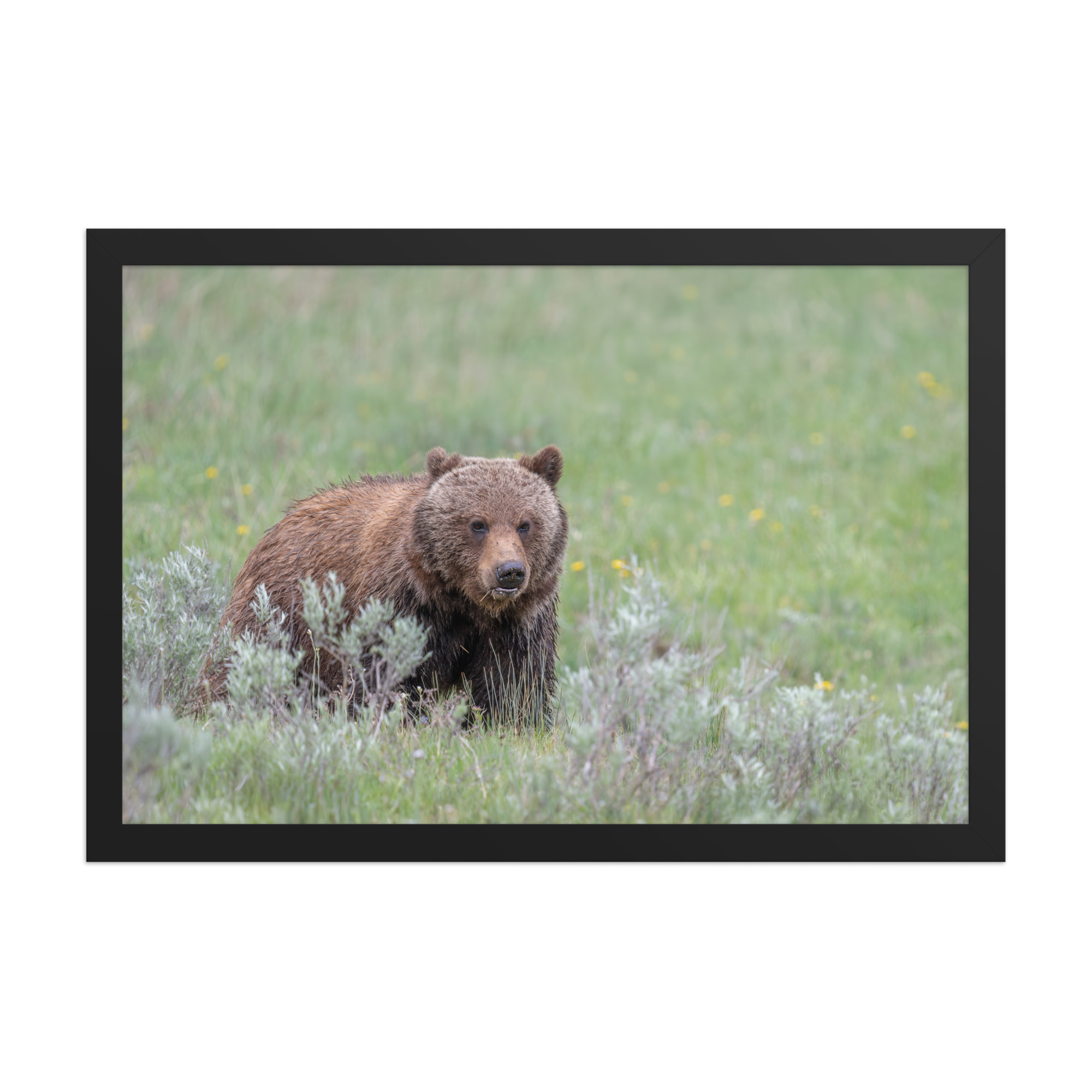 Hungry Grizzly in a Meadow! Framed photo paper poster - Image 6