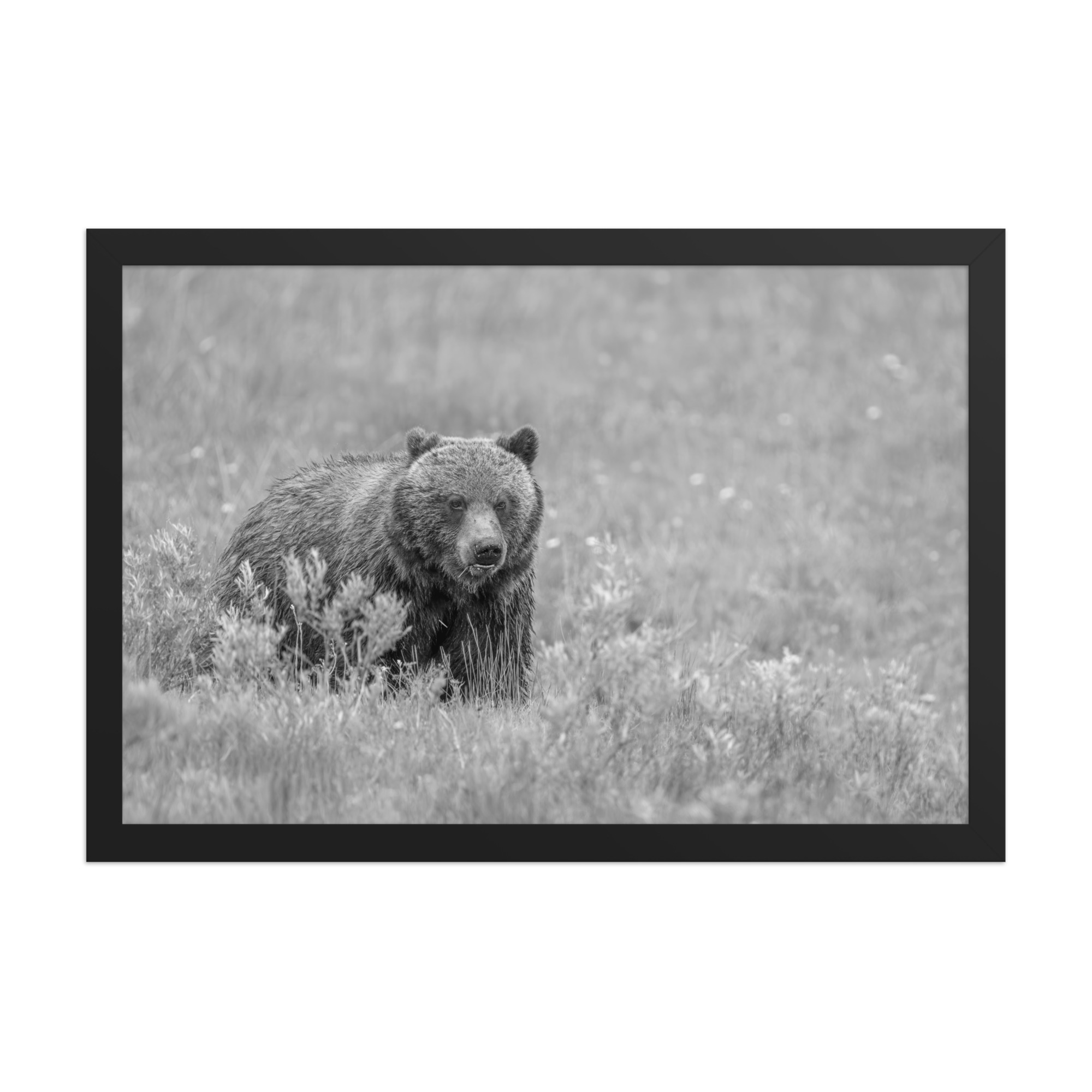 Hungry Grizzly in a Meadow! Monochrome Framed photo paper poster - Image 6