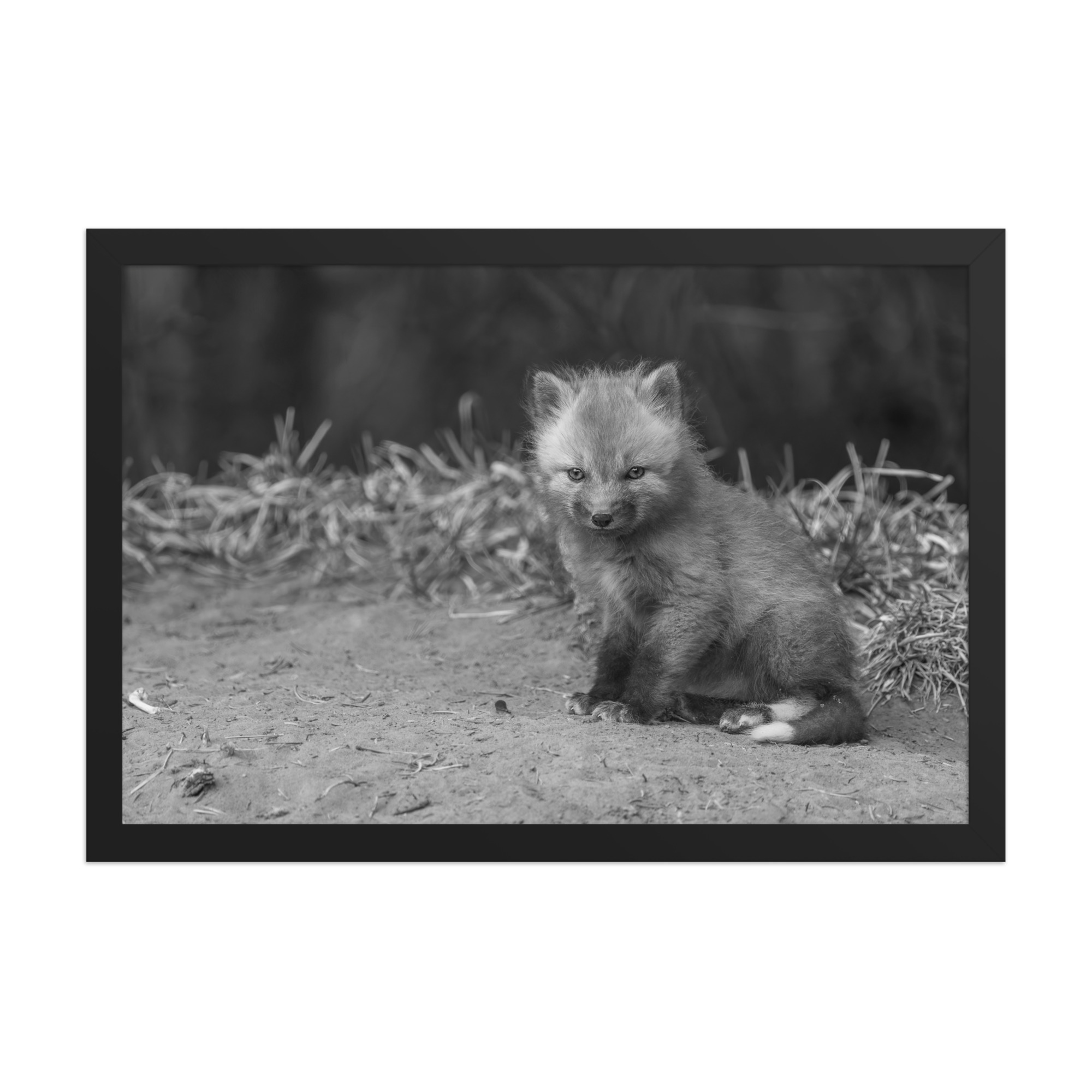 Sharp gaze baby red fox (Monochrome)! Framed photo paper poster - Image 6