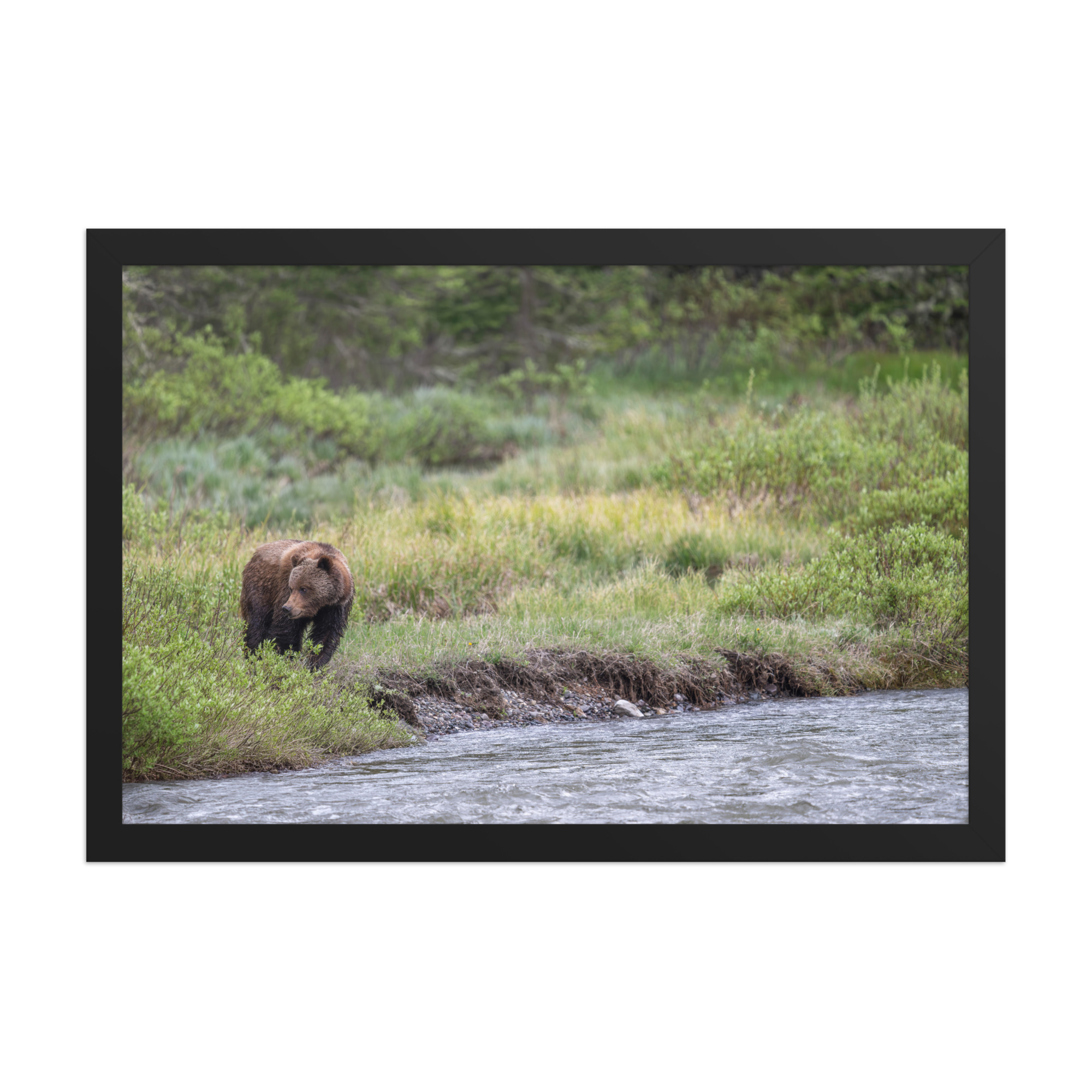 Grizzly getting read! Framed photo paper poster - Image 6