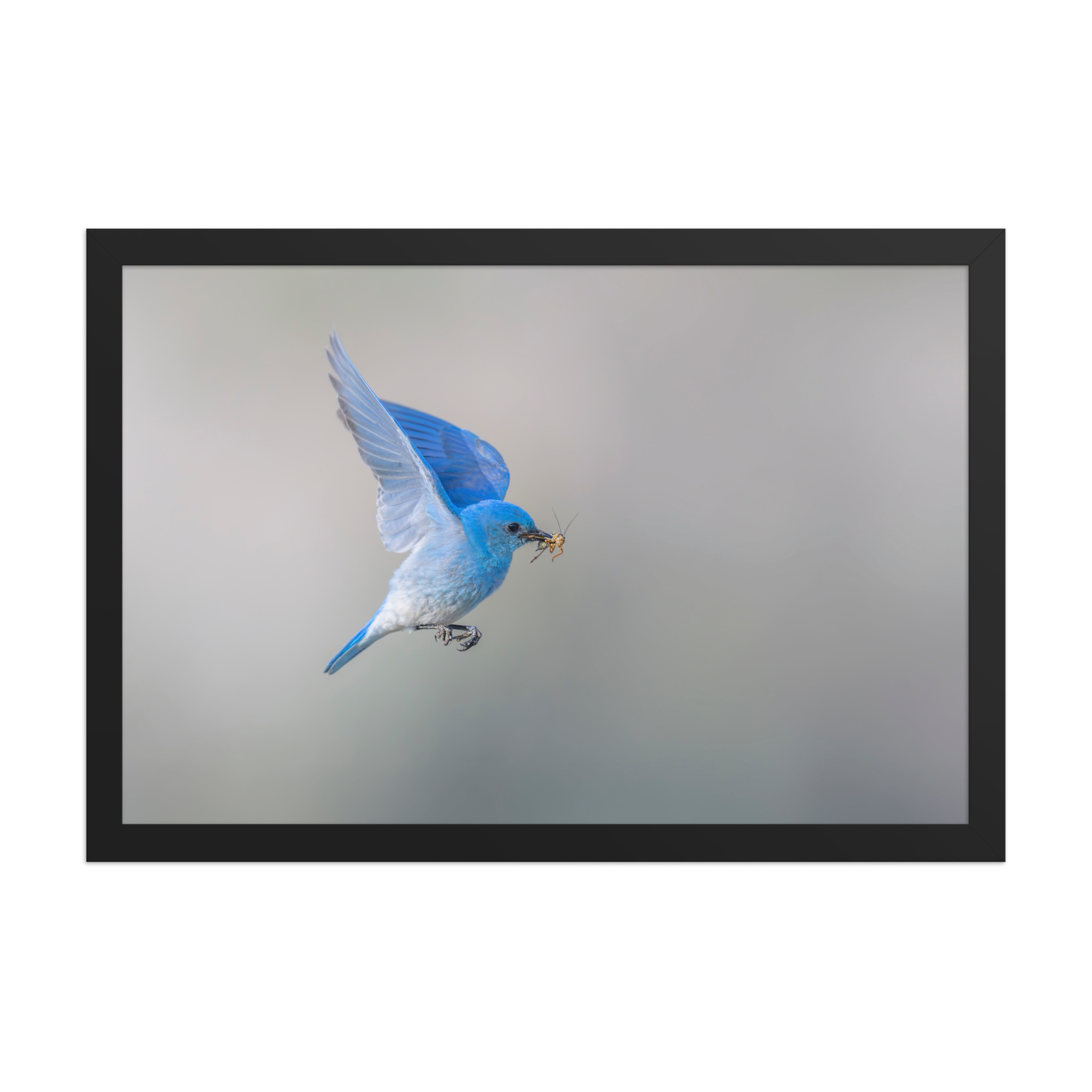 Mountain Bluebird with prey! Framed photo paper poster - Image 6