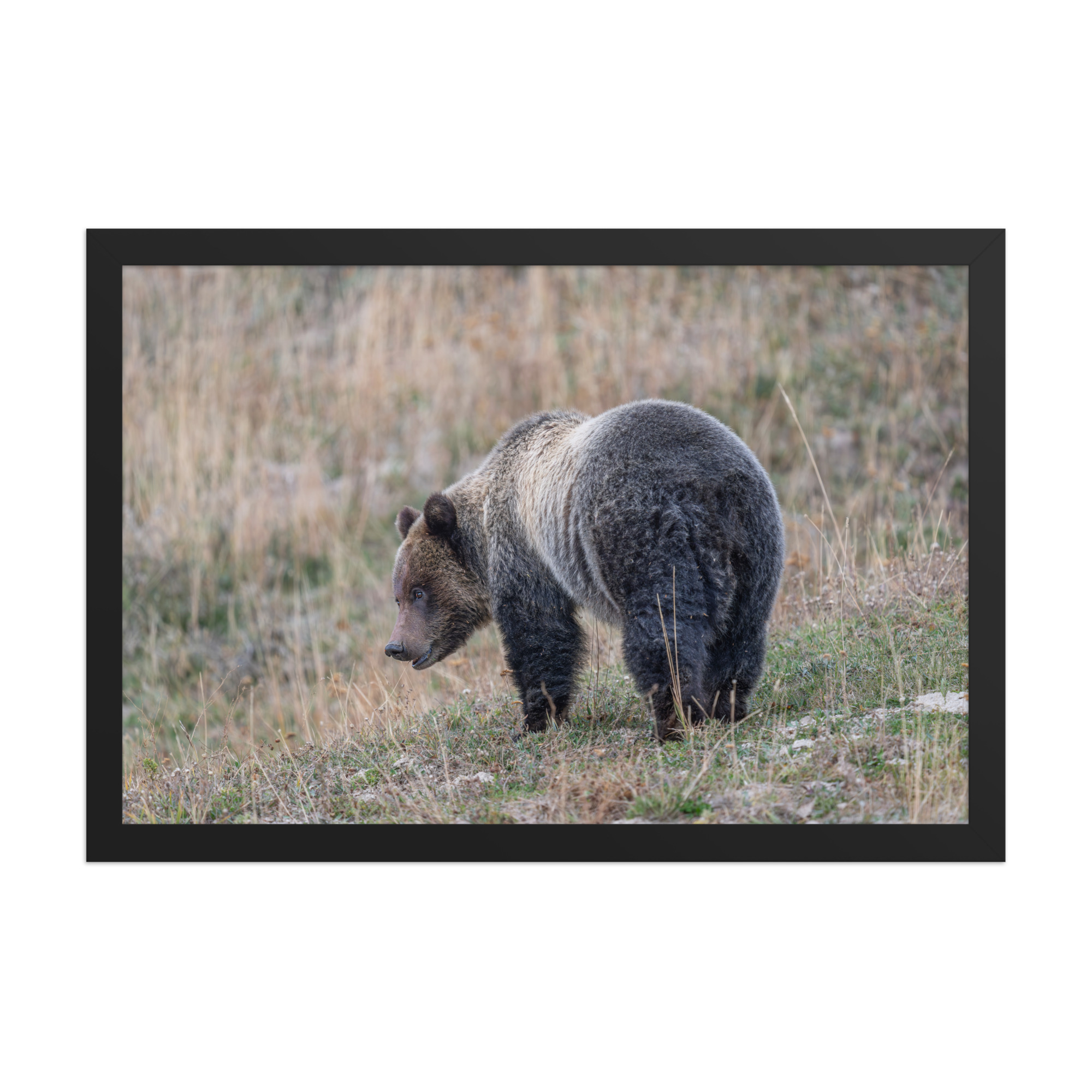 Grizzly of yellowstone! Framed photo paper poster - Image 6