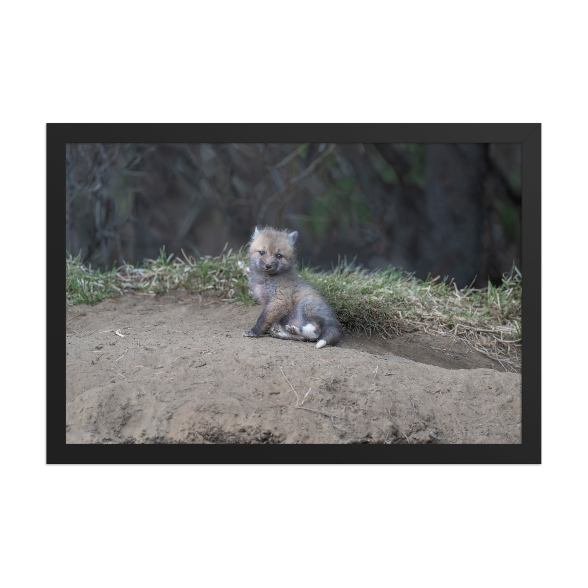 Guarding Den Baby Red fox! Framed photo paper poster - Image 6