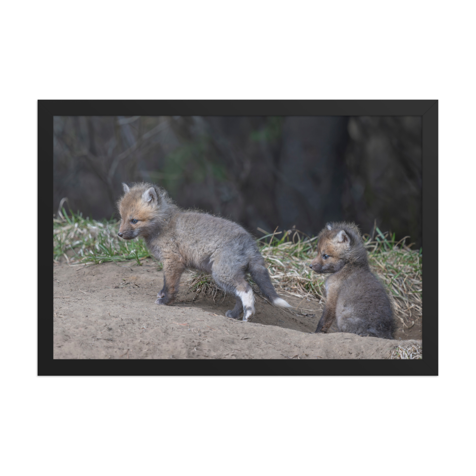 Play Time Baby Red fox!  Framed photo paper poster - Image 6