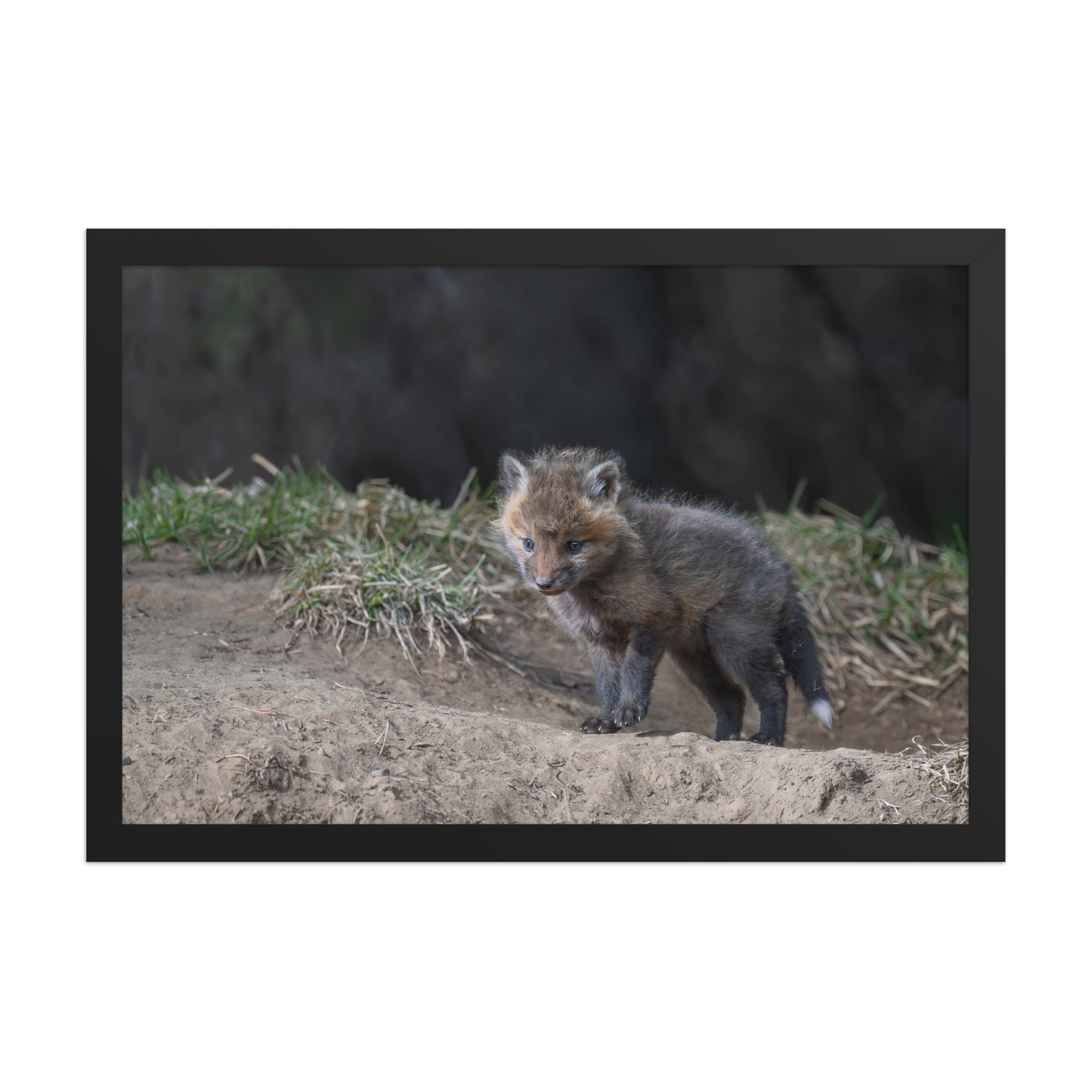 Just checking Baby Red fox! Framed photo paper poster - Image 6