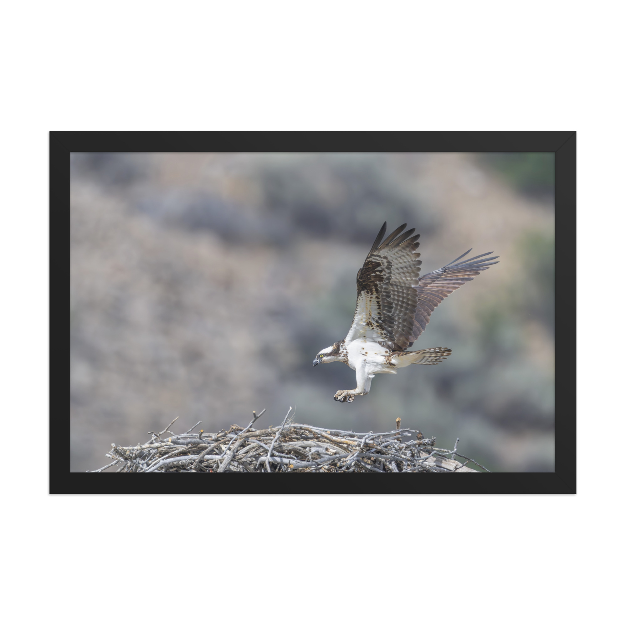 Osprey Landing on its nest! Framed photo paper poster - Image 6