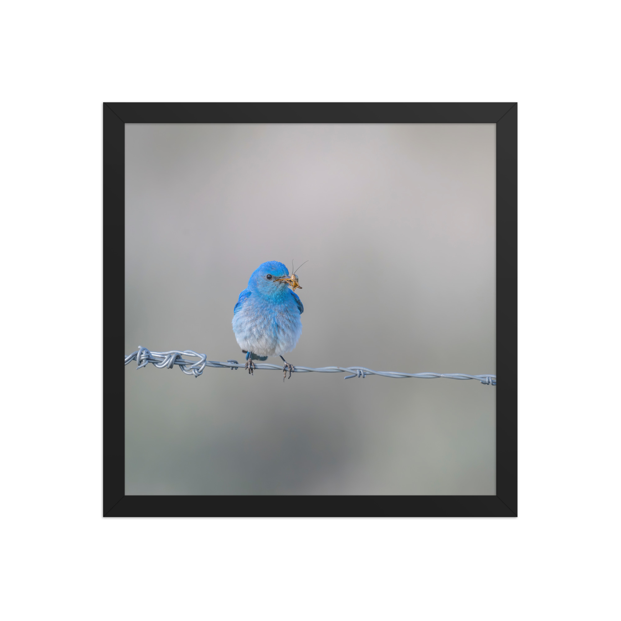 Mountain Blue Bird! Framed photo paper poster - Image 7