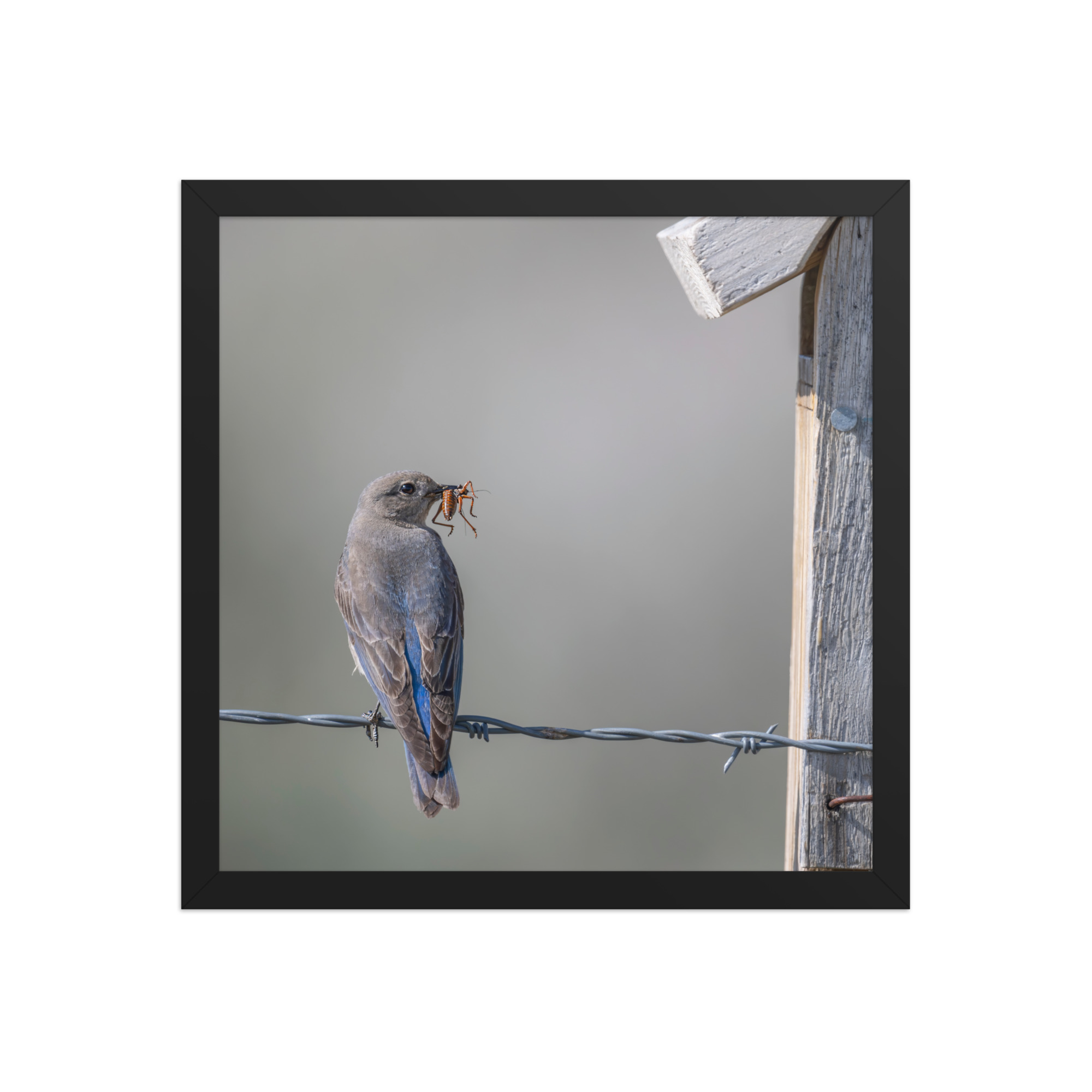Mama Mountain bluebird with food! Framed photo paper poster - Image 7