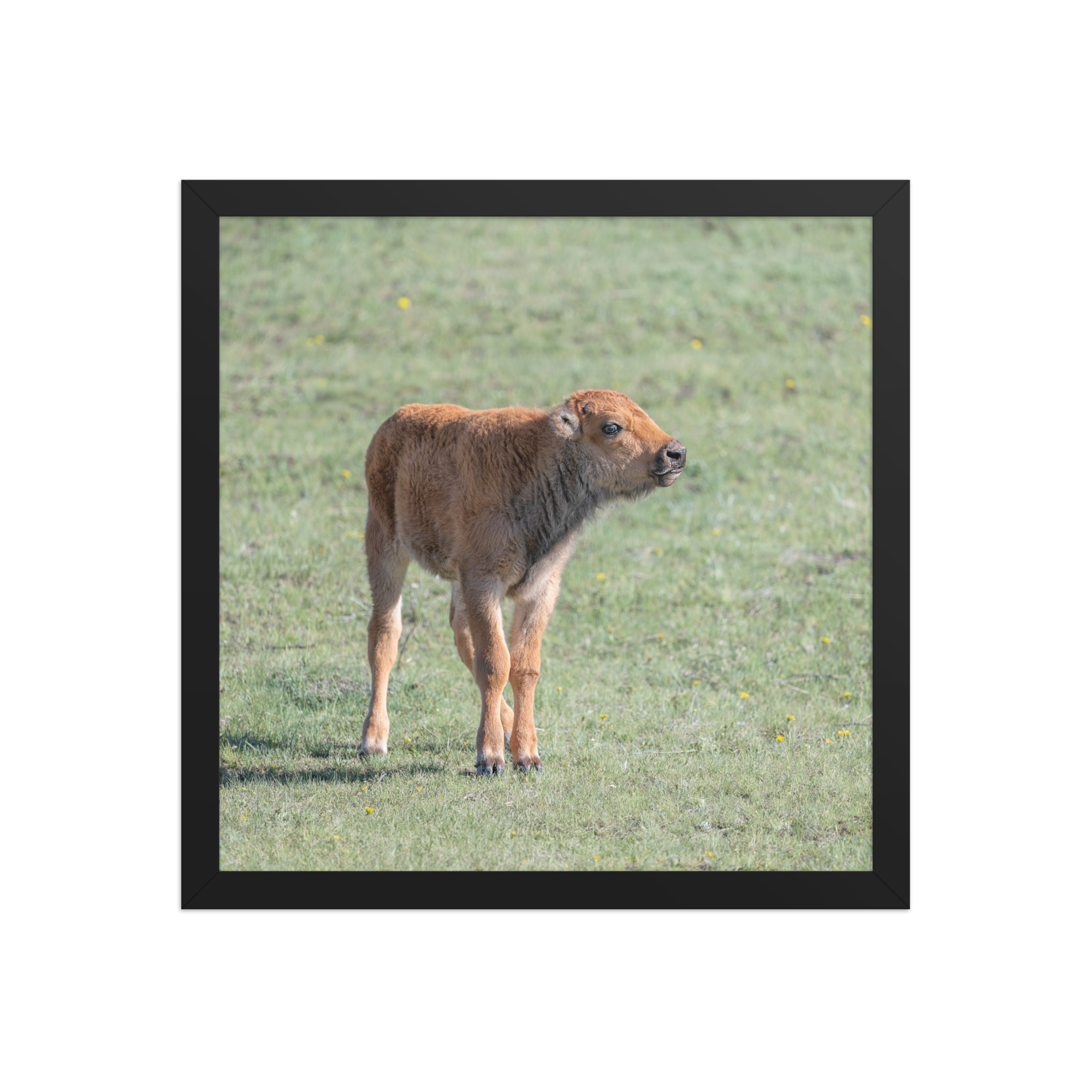 Baby Bison! Framed photo paper poster - Image 7