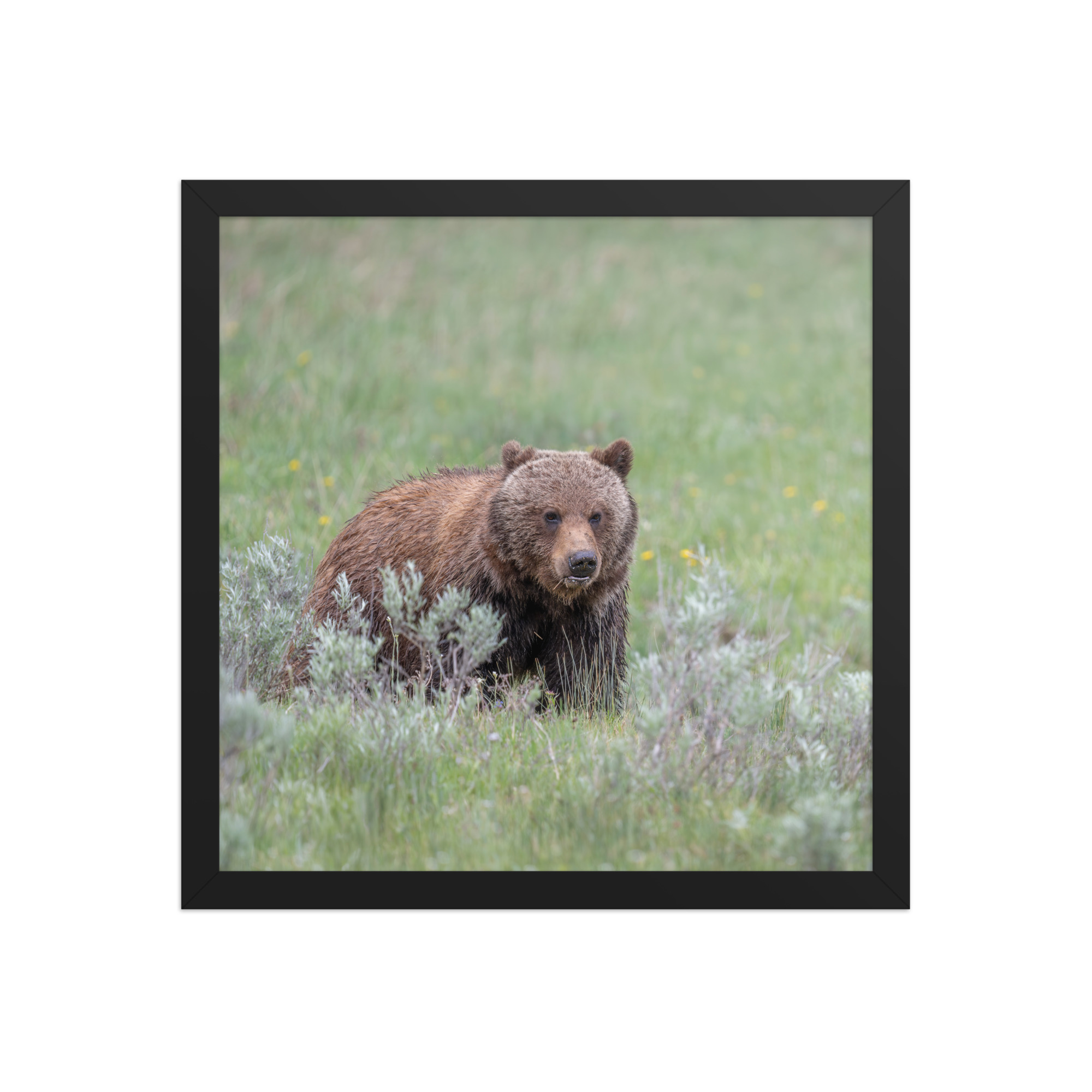 Hungry Grizzly in a Meadow! Framed photo paper poster - Image 7
