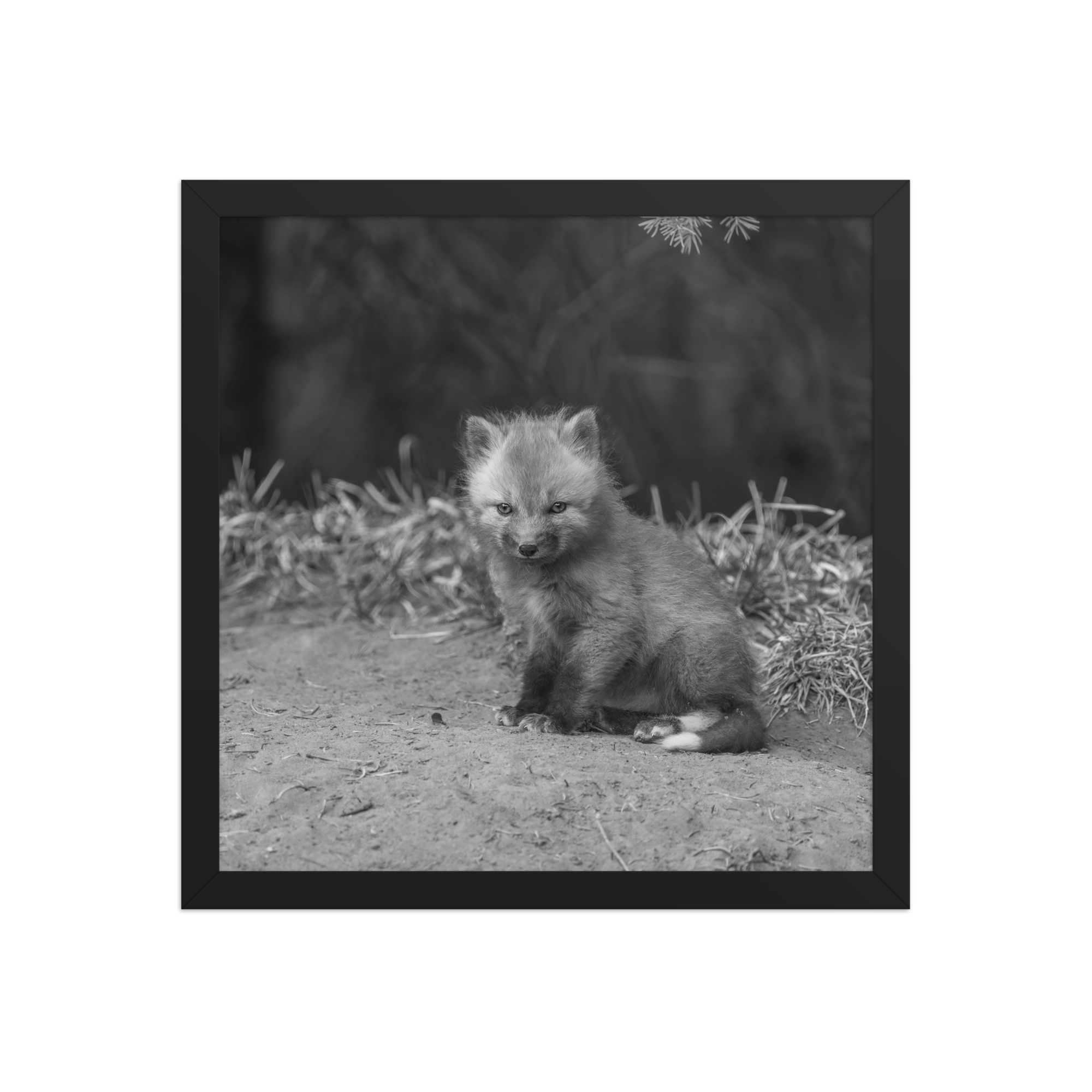Sharp gaze baby red fox (Monochrome)! Framed photo paper poster - Image 7