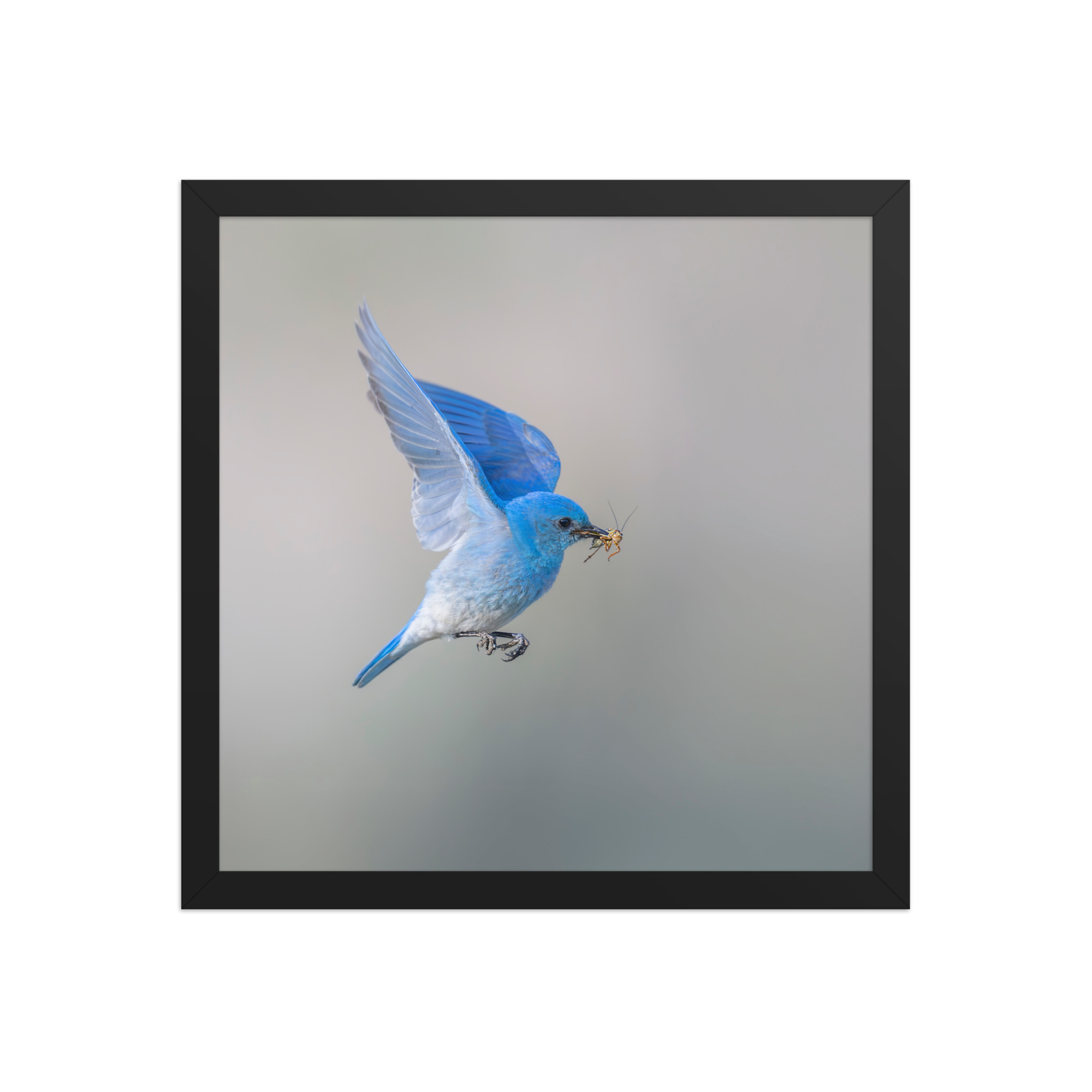 Mountain Bluebird with prey! Framed photo paper poster - Image 7