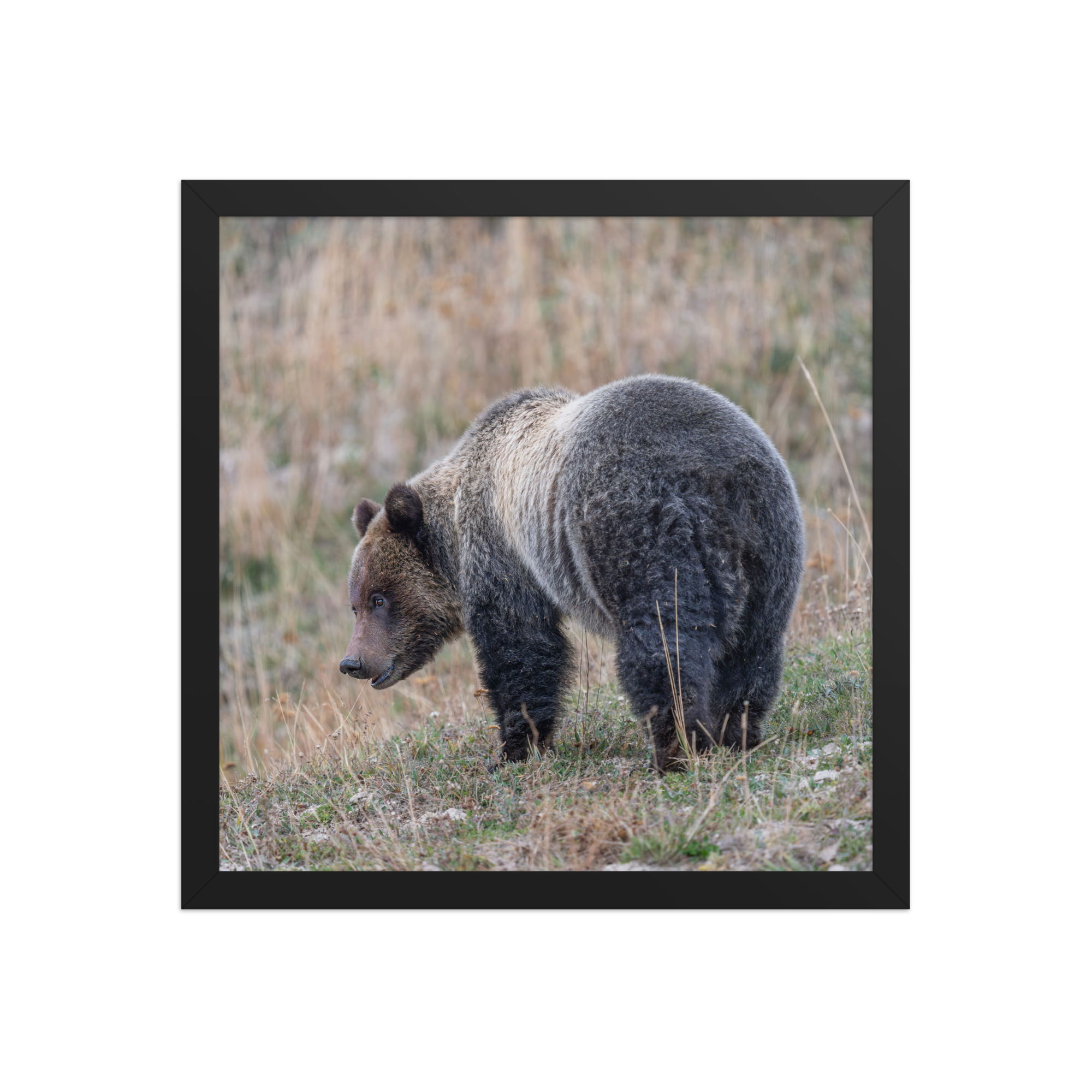 Grizzly of yellowstone! Framed photo paper poster - Image 7