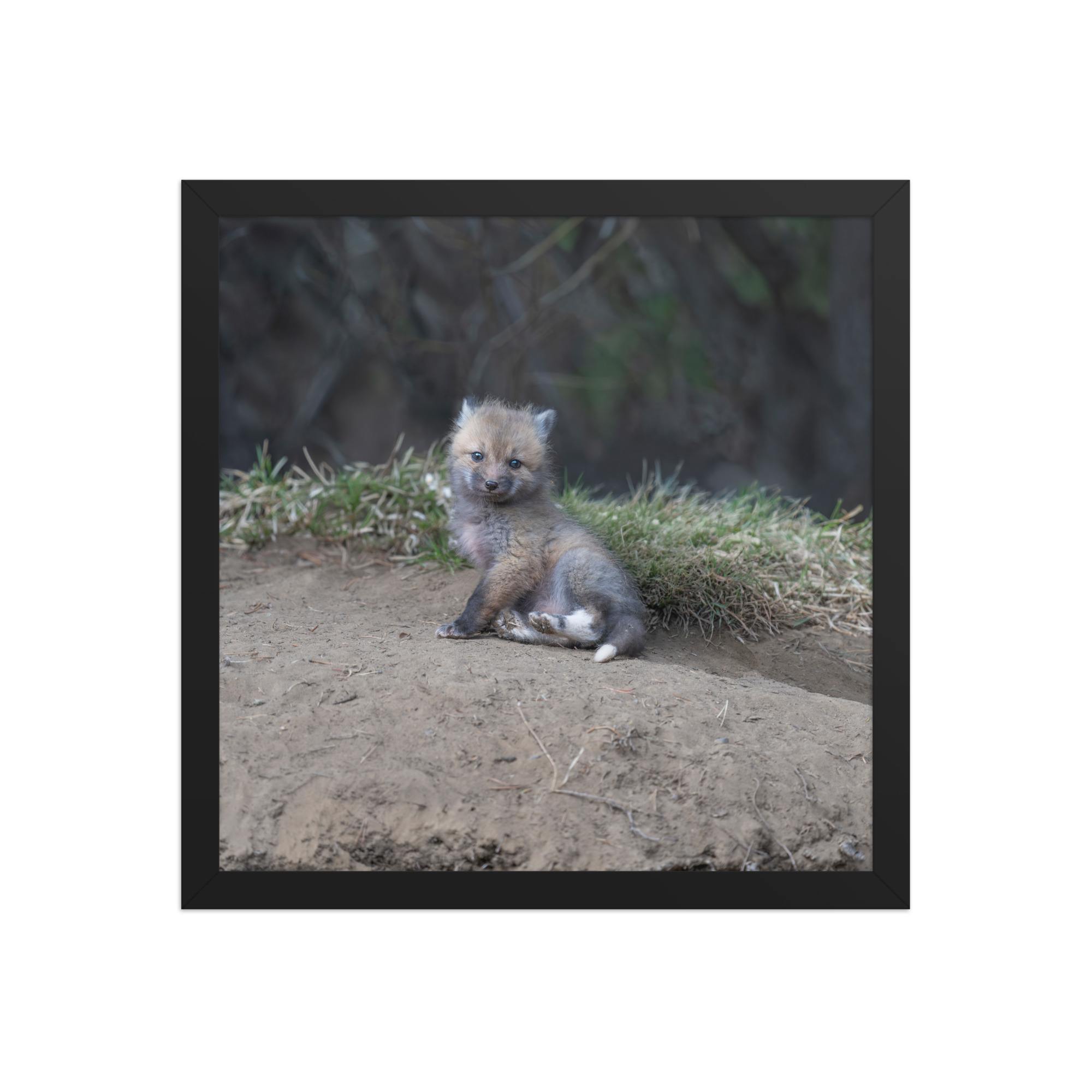 Guarding Den Baby Red fox! Framed photo paper poster - Image 7