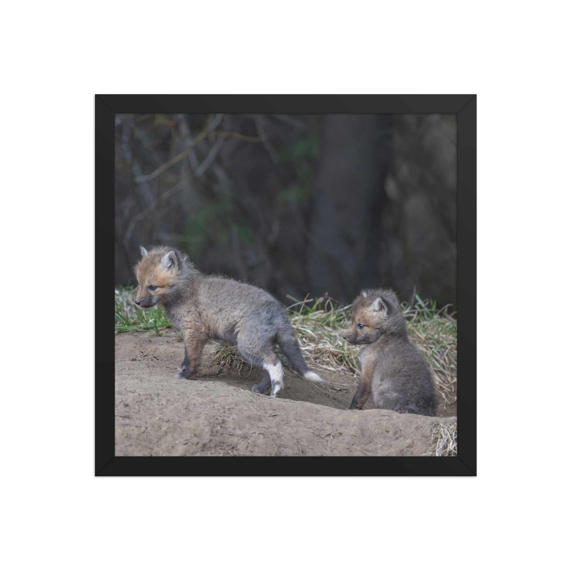 Play Time Baby Red fox!  Framed photo paper poster - Image 7