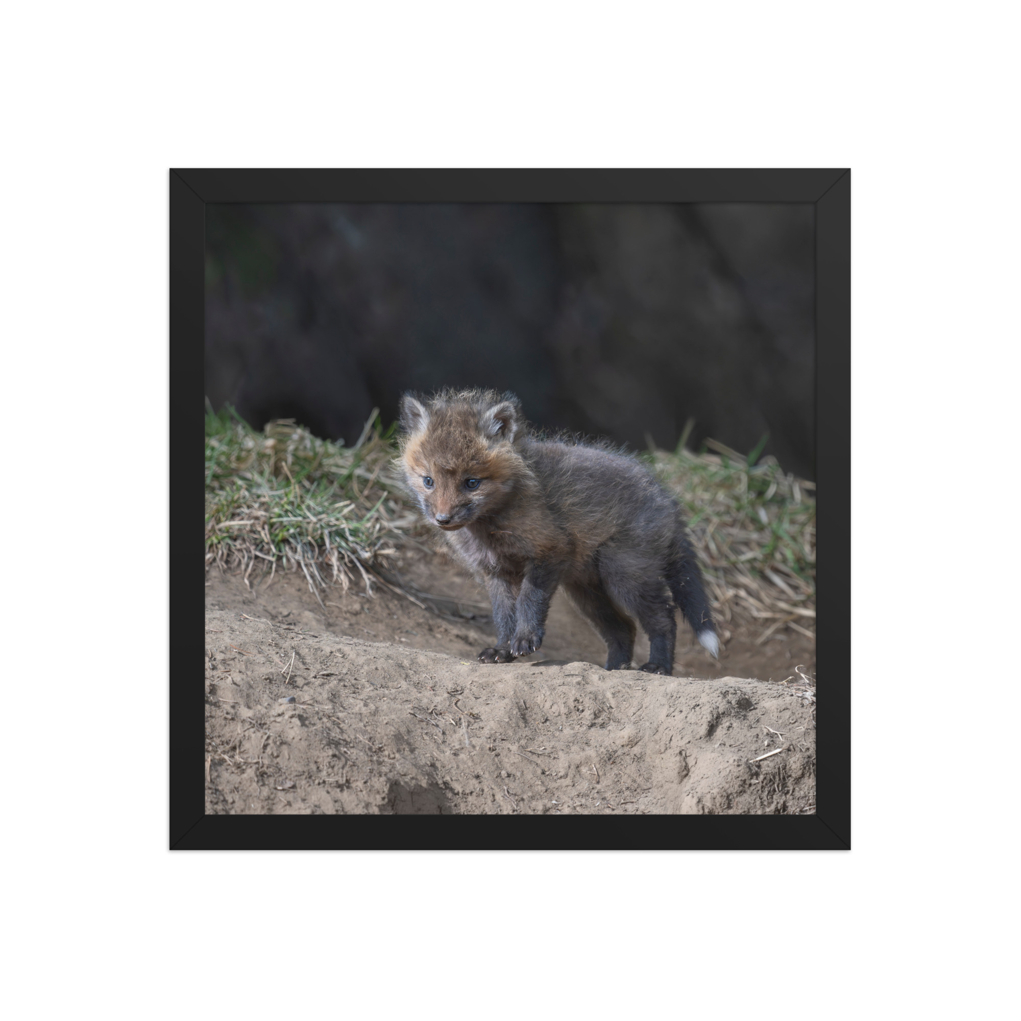 Just checking Baby Red fox! Framed photo paper poster - Image 7