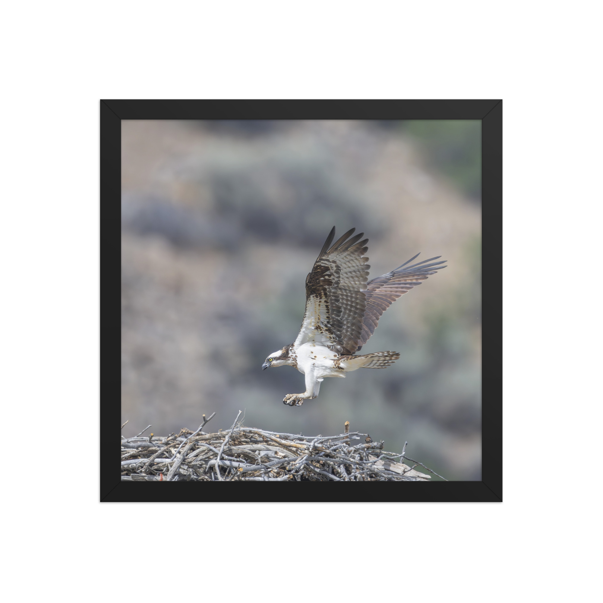 Osprey Landing on its nest! Framed photo paper poster - Image 7