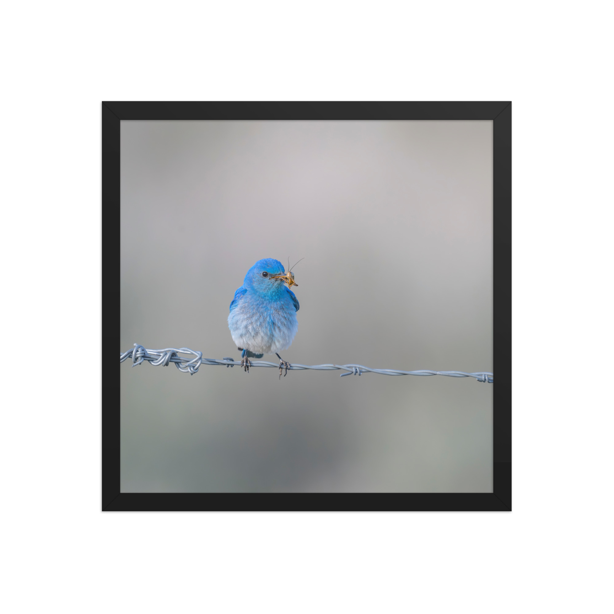 Mountain Blue Bird! Framed photo paper poster - Image 8