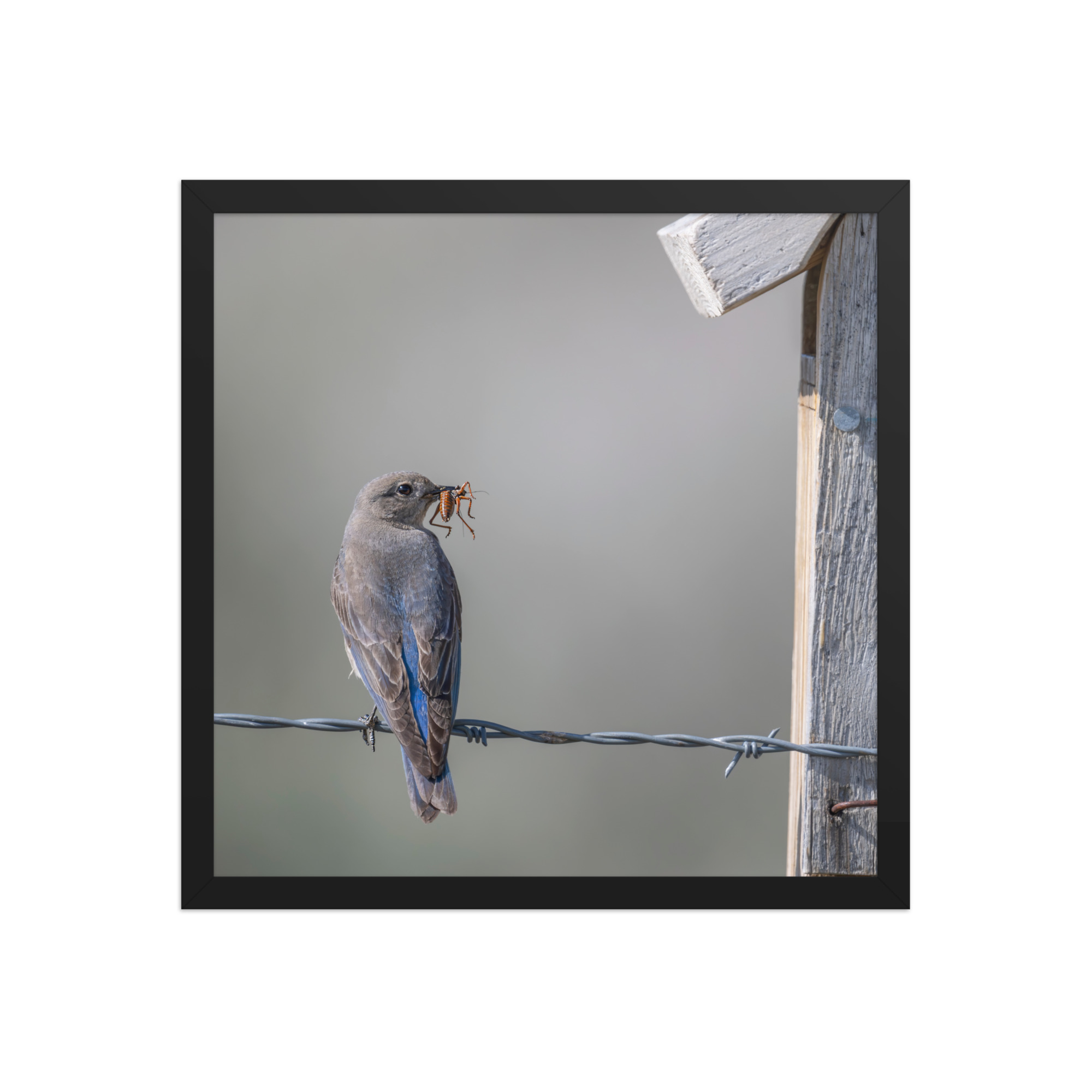 Mama Mountain bluebird with food! Framed photo paper poster - Image 8