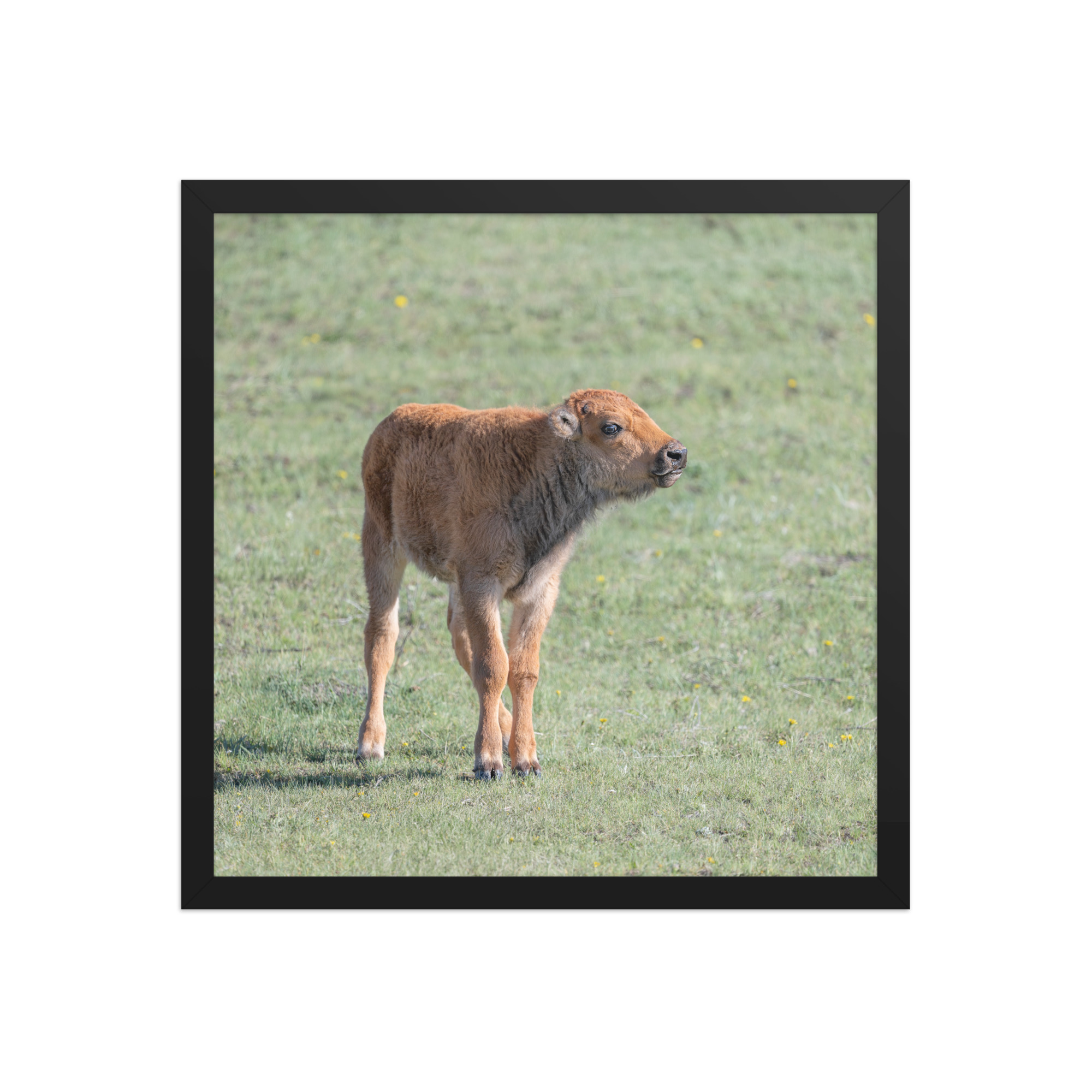 Baby Bison! Framed photo paper poster - Image 8