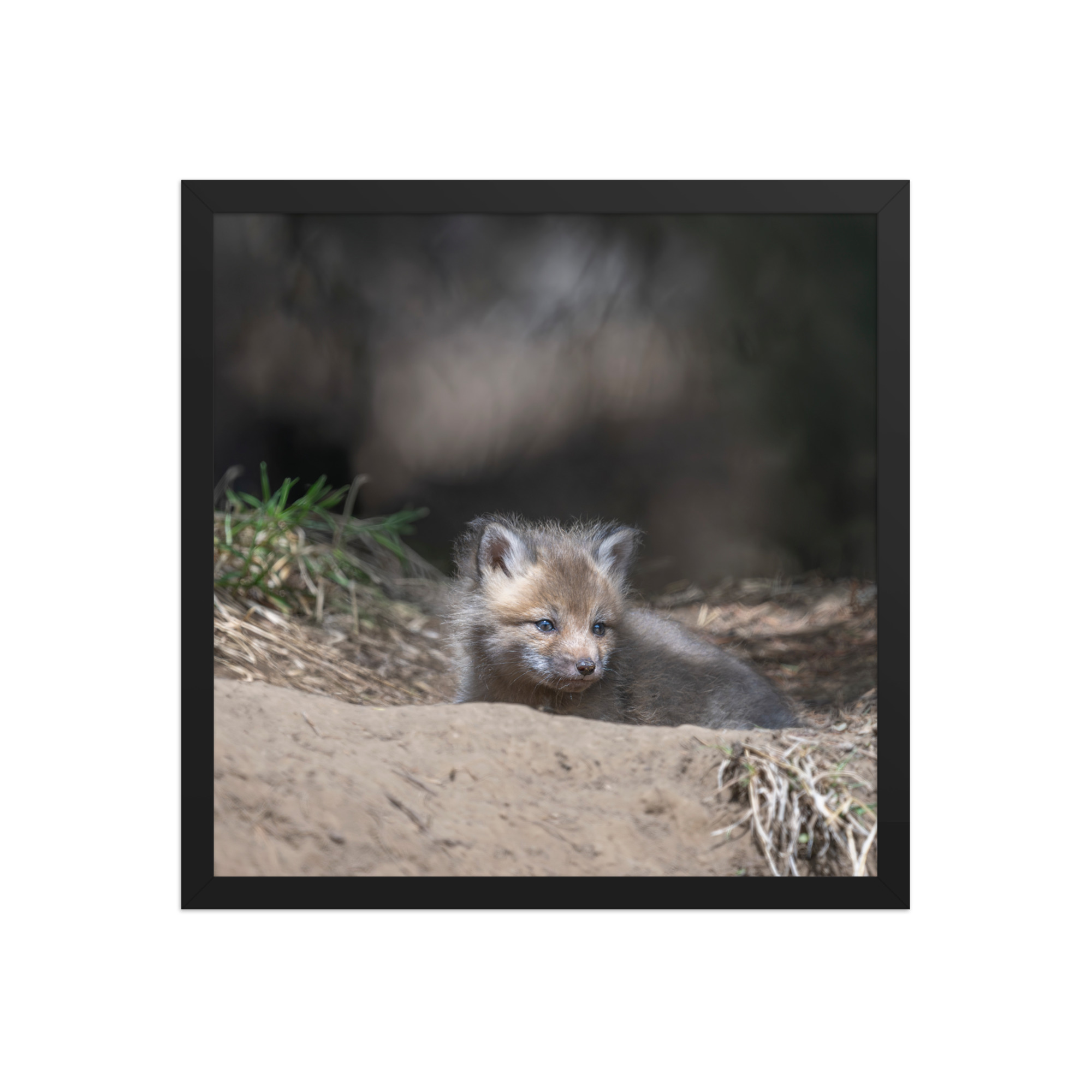 Baby Red fox waiting for Mom! Framed photo paper poster - Image 8