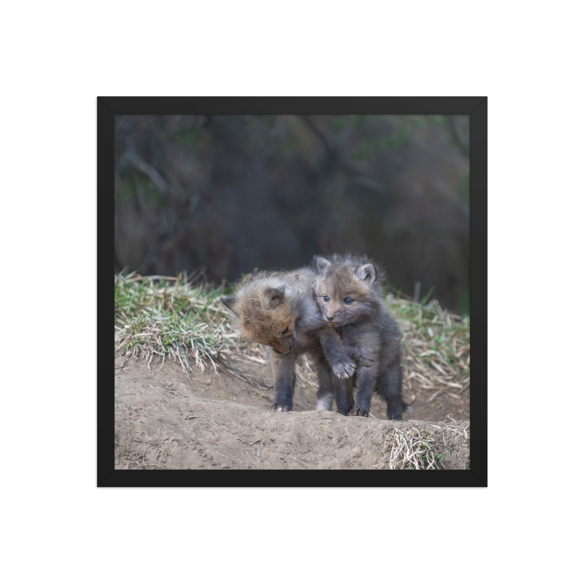 Brothers in Arms Red fox kits! Framed photo paper poster - Image 8