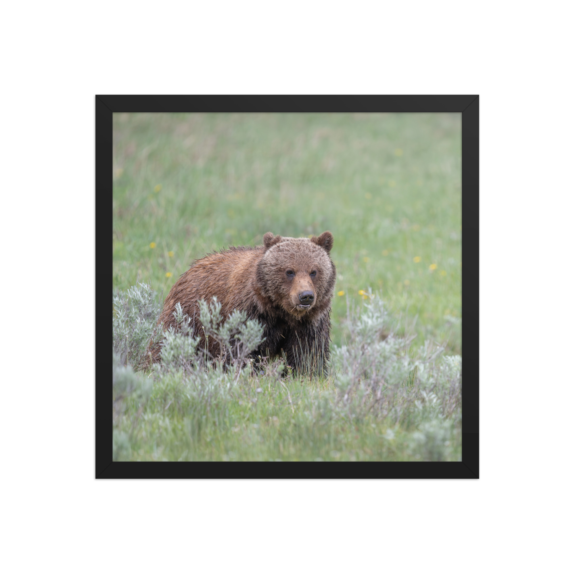 Hungry Grizzly in a Meadow! Framed photo paper poster - Image 8