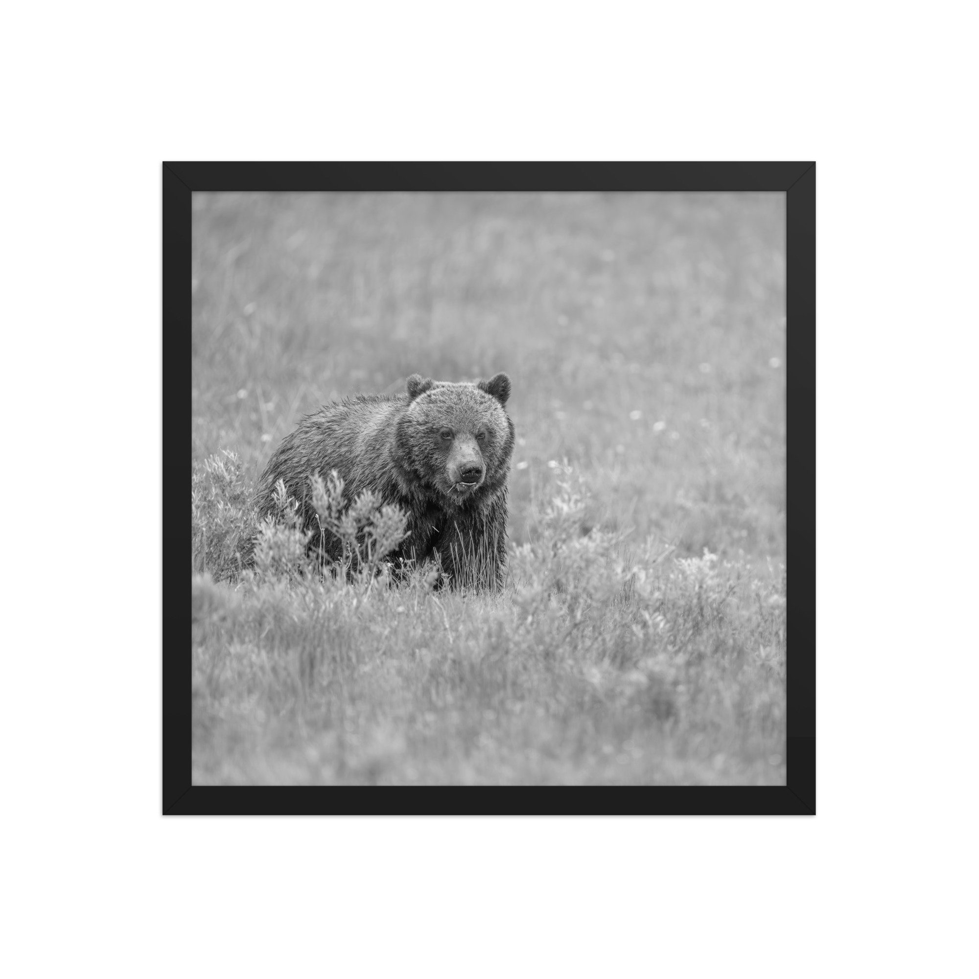Hungry Grizzly in a Meadow! Monochrome Framed photo paper poster - Image 8