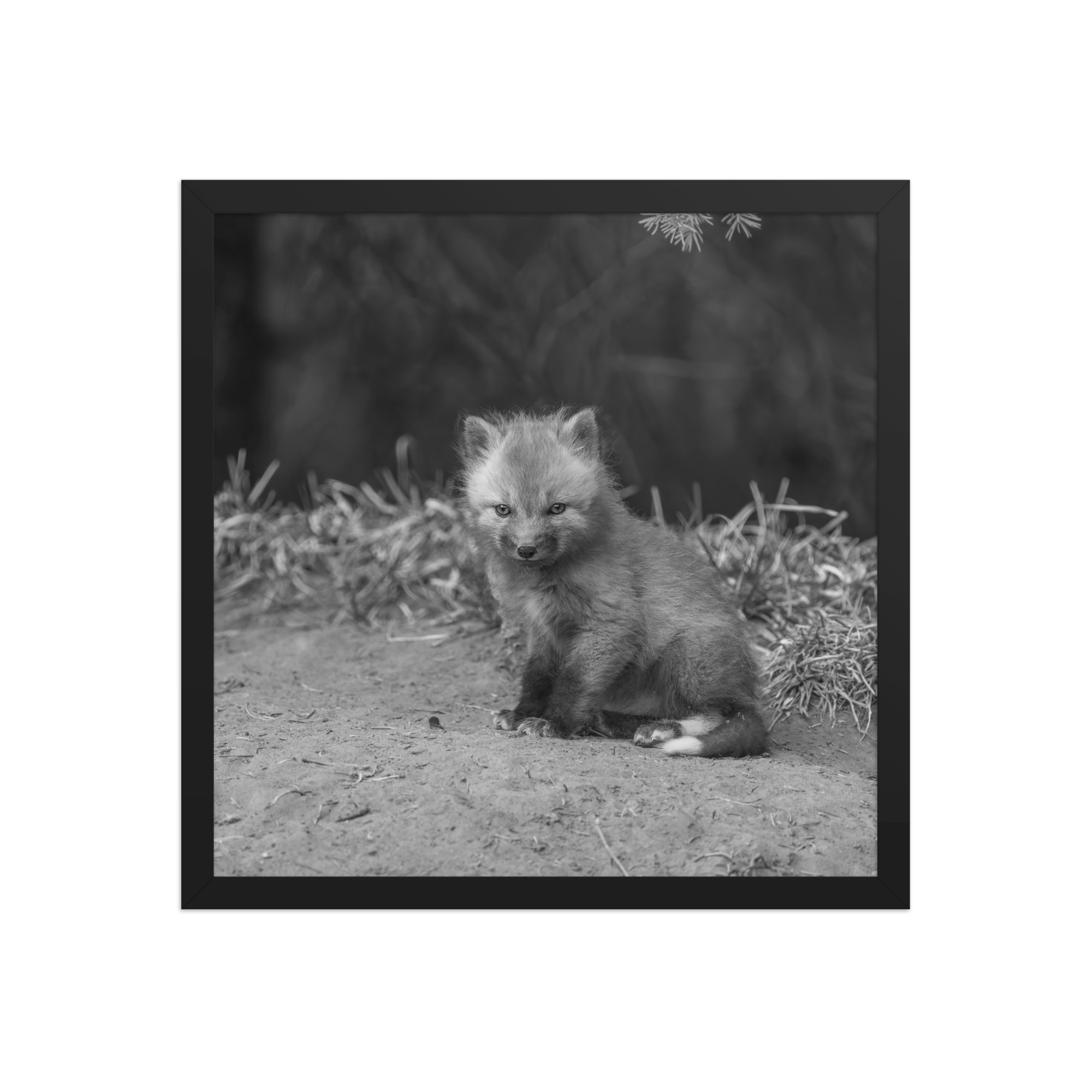 Sharp gaze baby red fox (Monochrome)! Framed photo paper poster - Image 8