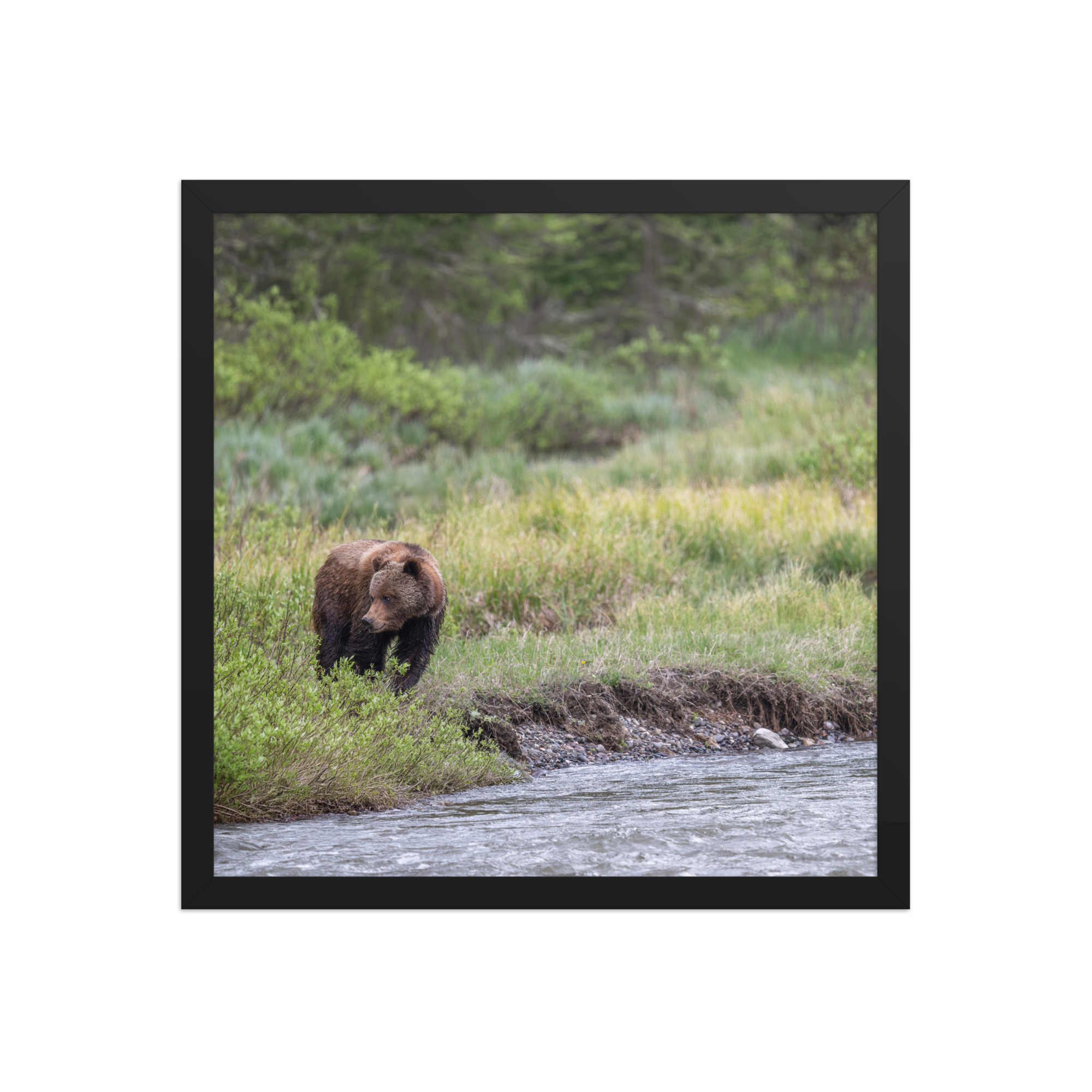 Grizzly getting read! Framed photo paper poster - Image 8